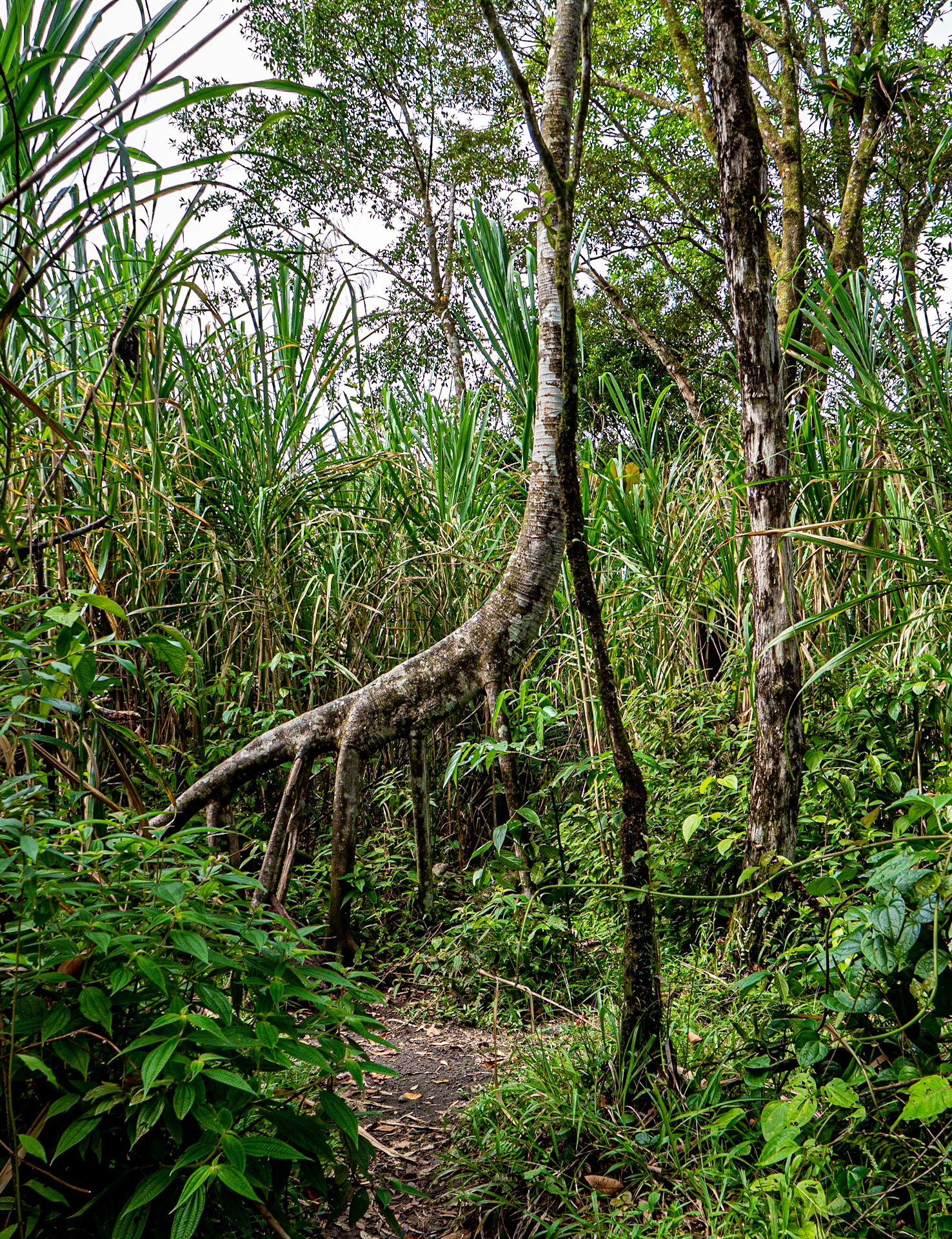 P1014280 Arenal volcano - "Giraffe Tree"