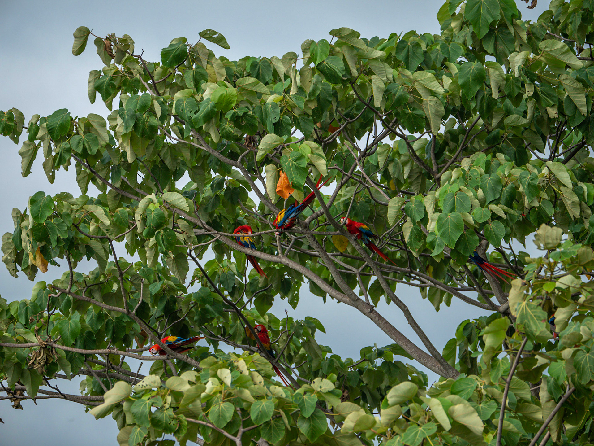 P1013925 Macaws