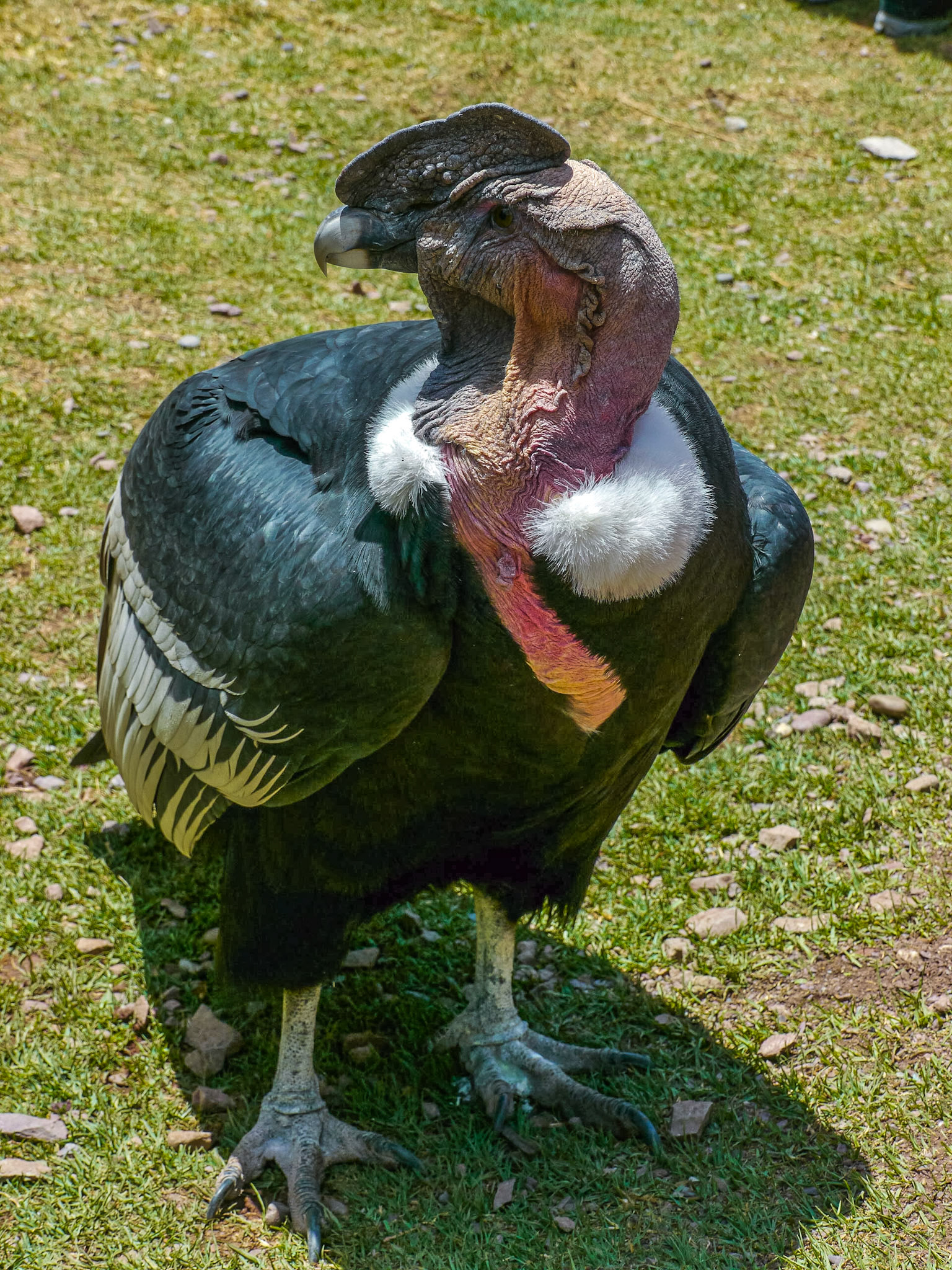 P1090349 Qosqo Old Condor
