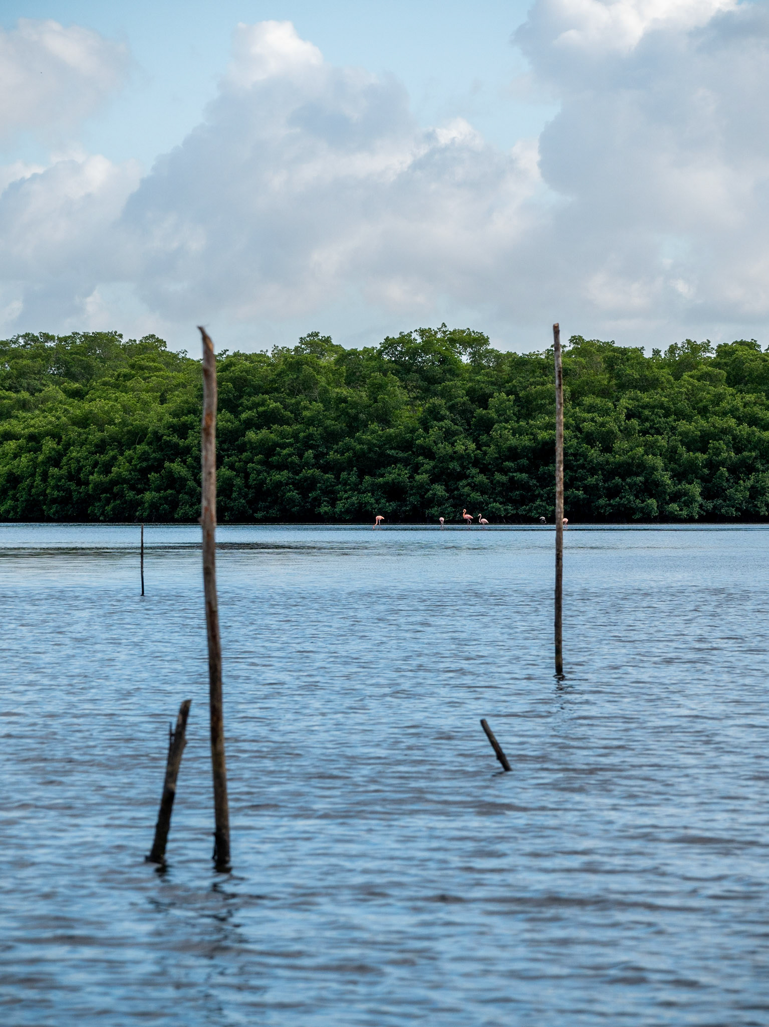 P1054480 Caroni Bird Santuary