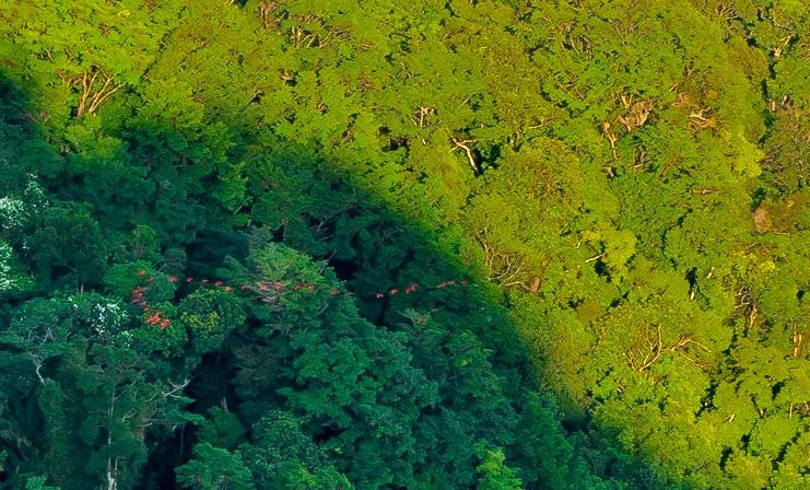 P1067645 Scarlet Ibis over the trees