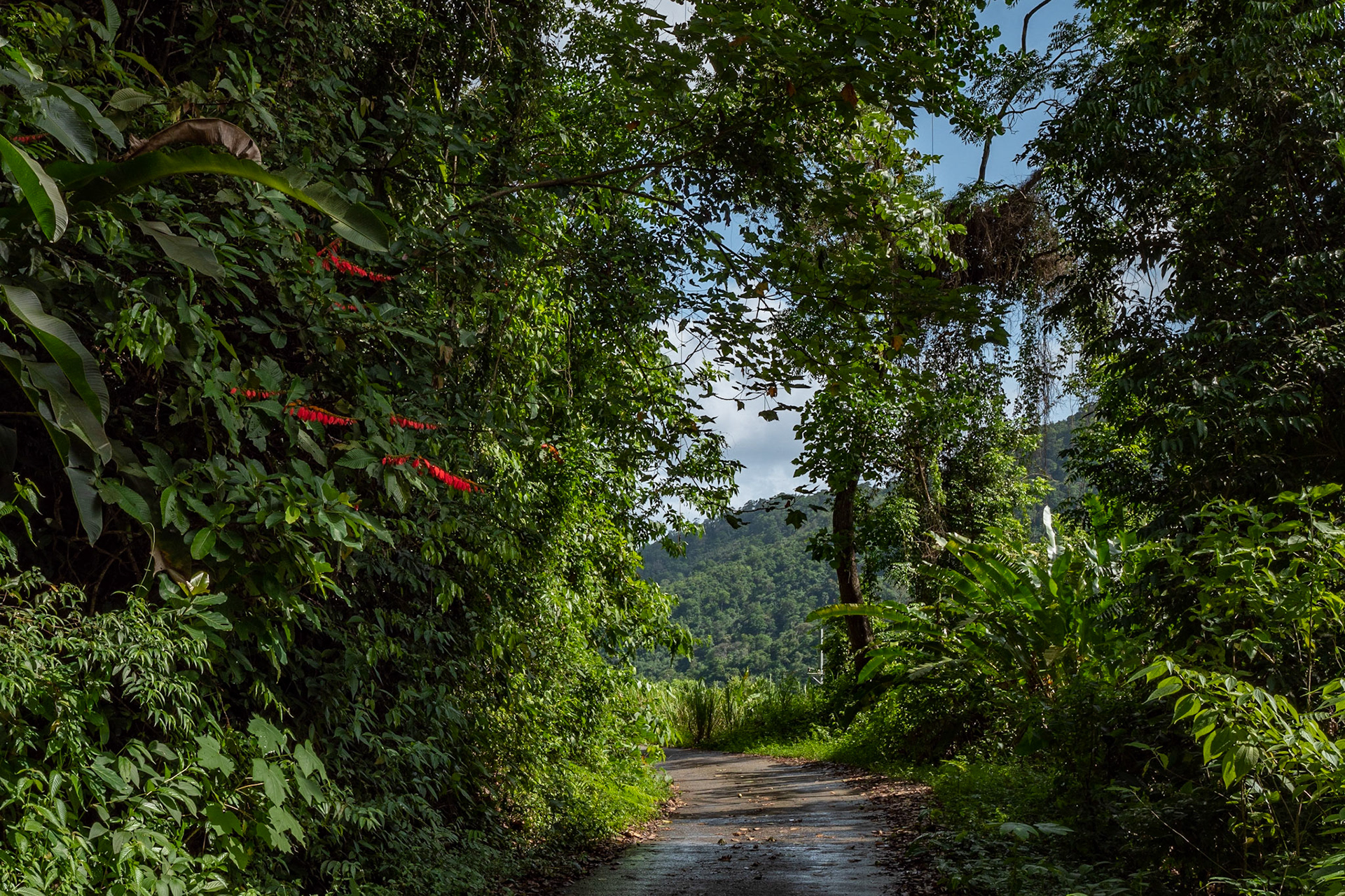 P1072231 Chaconia Flowers emerging red in the forest of green