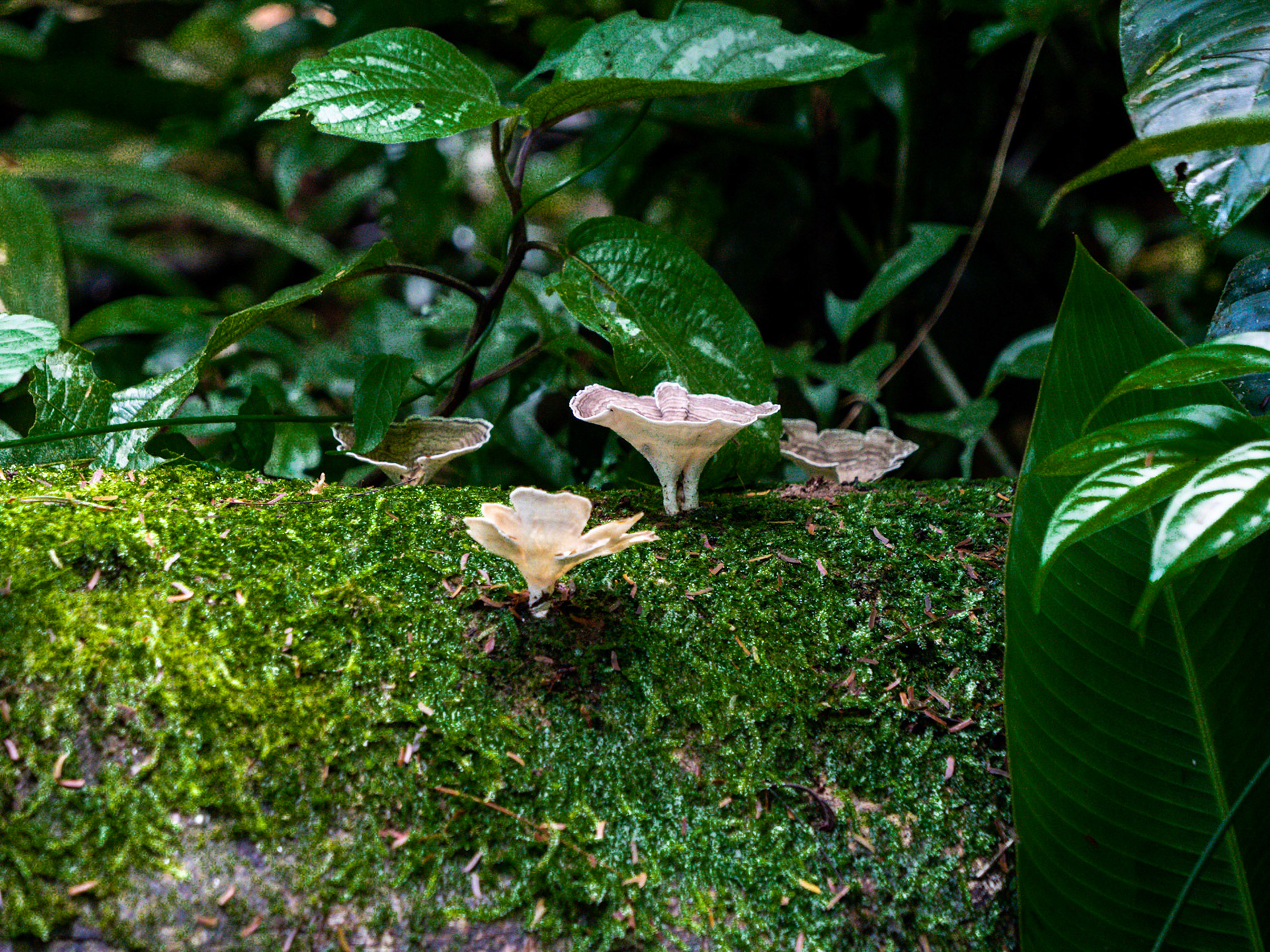 P1014707 Fortuna, San Carlos Maquenque - wild mushrooms