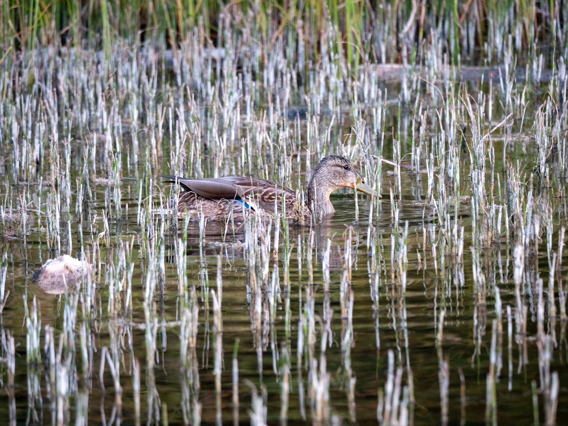 Beaver Boardwalk Hinton
