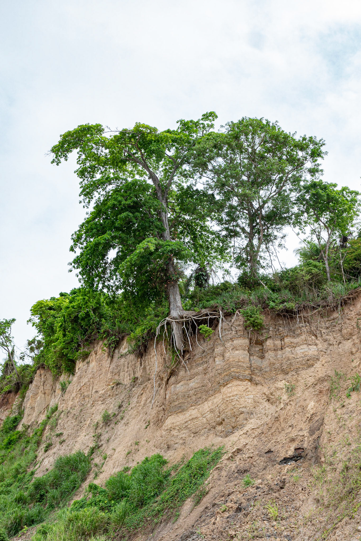 P1071587 The tree holds on for life as severe coastal erosion takes place
