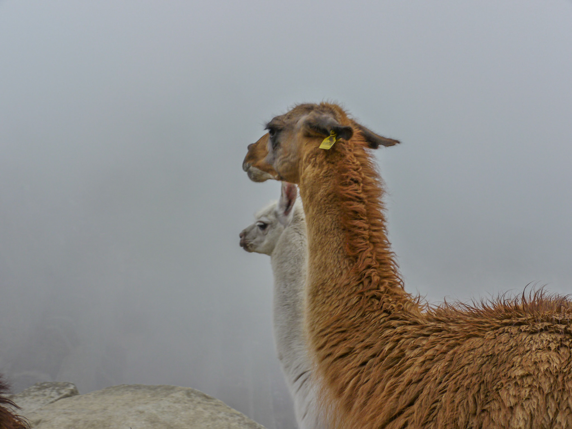 P1090050 Machu Picchu Llamas