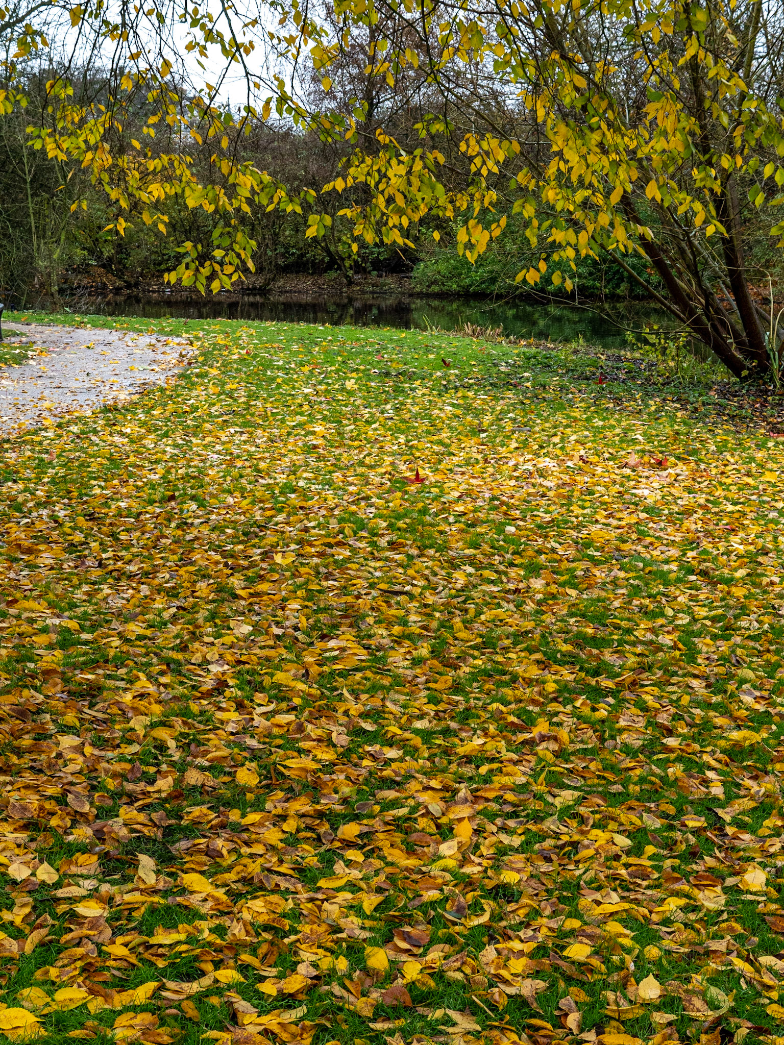 P1068277 Vondelpark "Just Leaves"