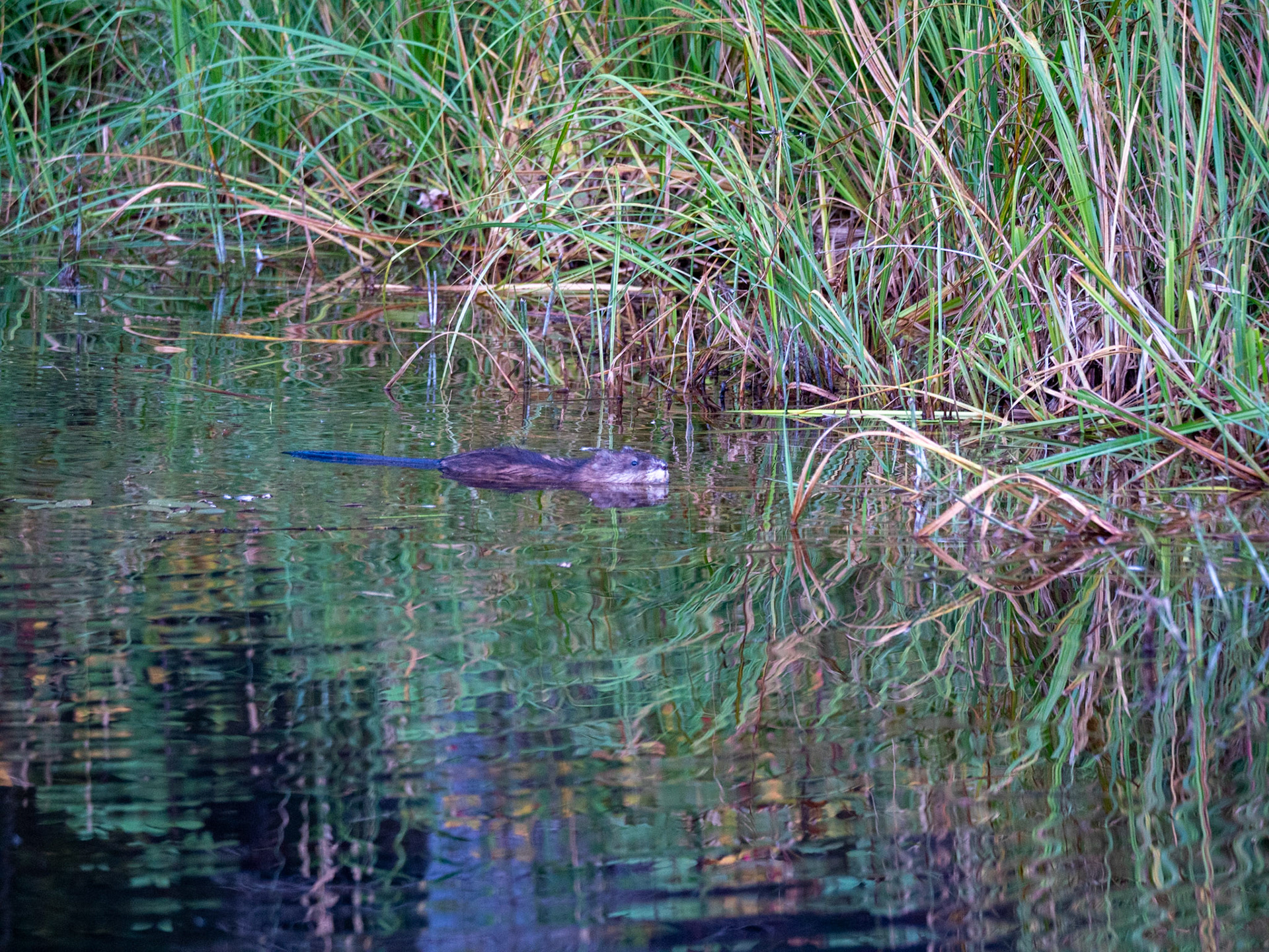 Muskrat at the Beaver Boardwalk Hinton