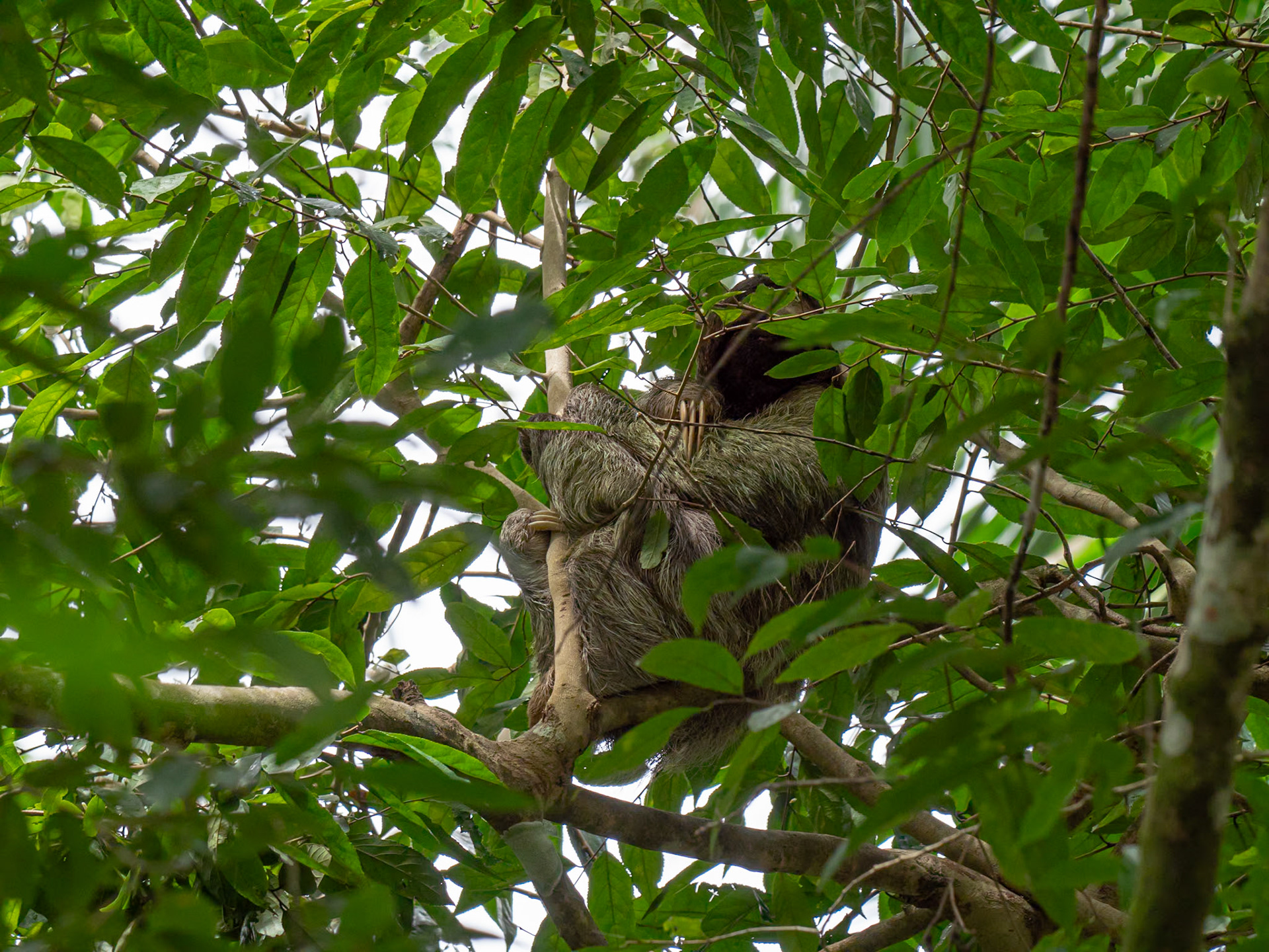 P1147399 Not me, says the Sloth safer up here