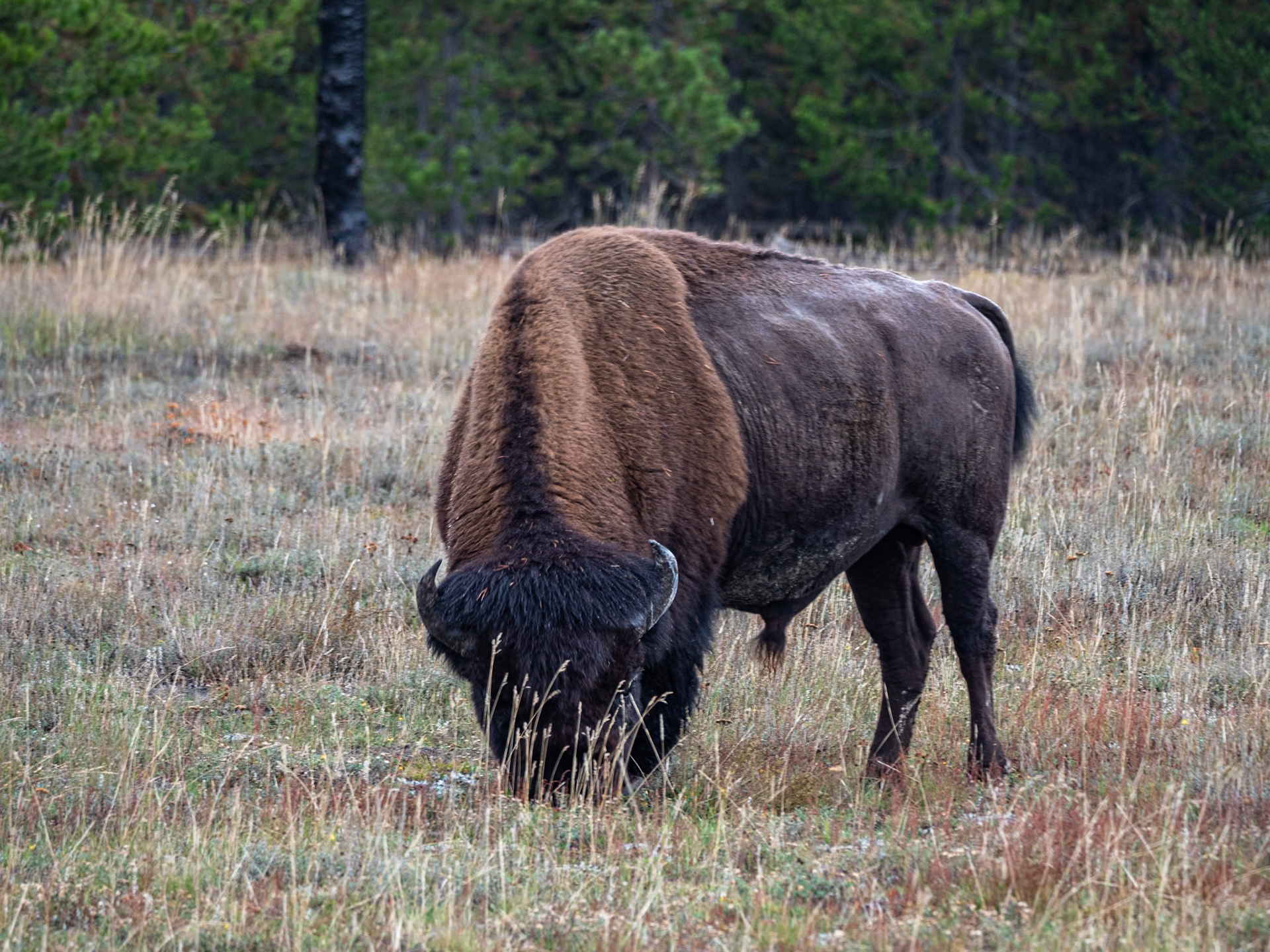 P1124336 Bison at Yellowstone National Park