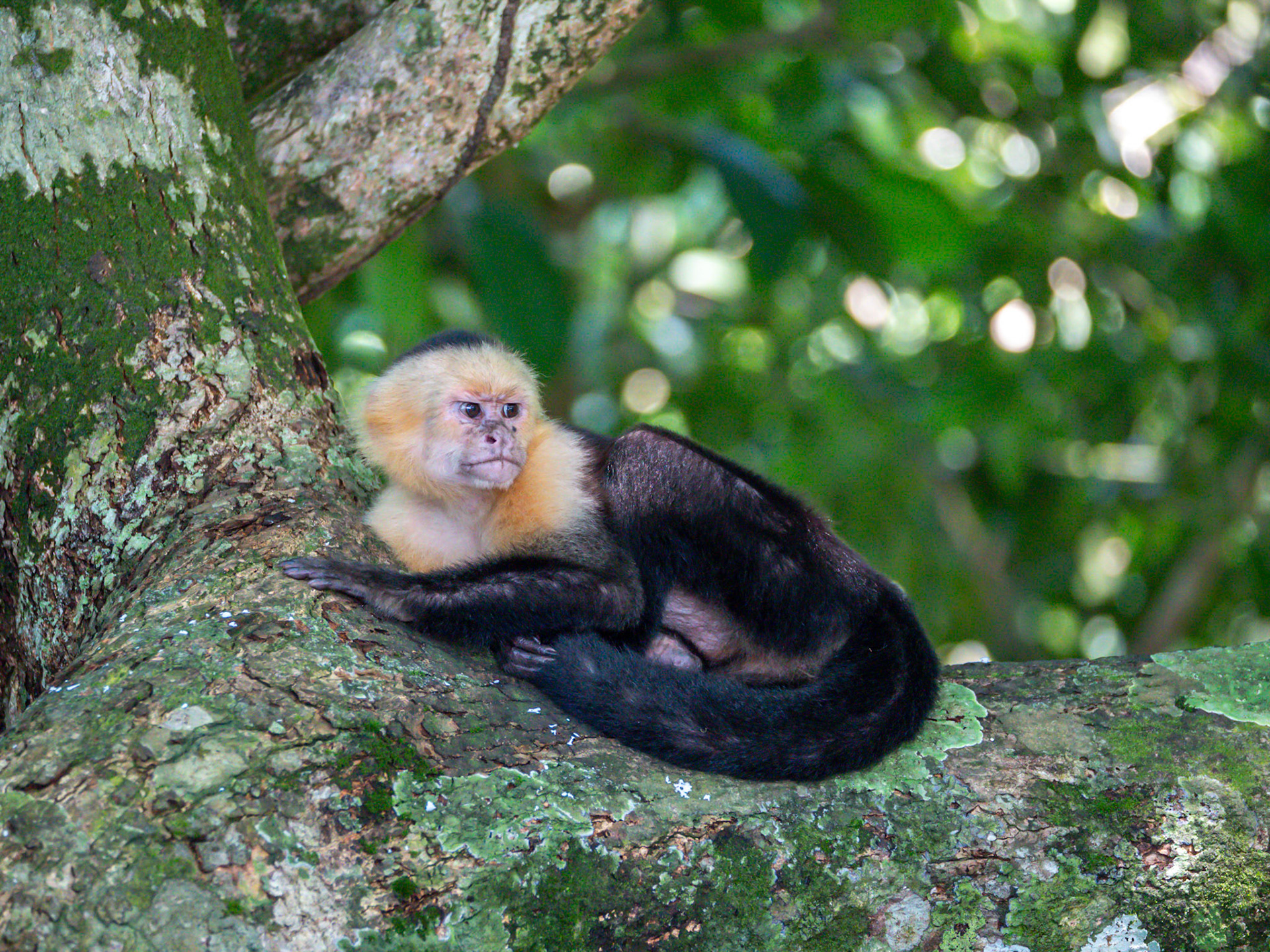 P1014062 Manuel Antonio National Park