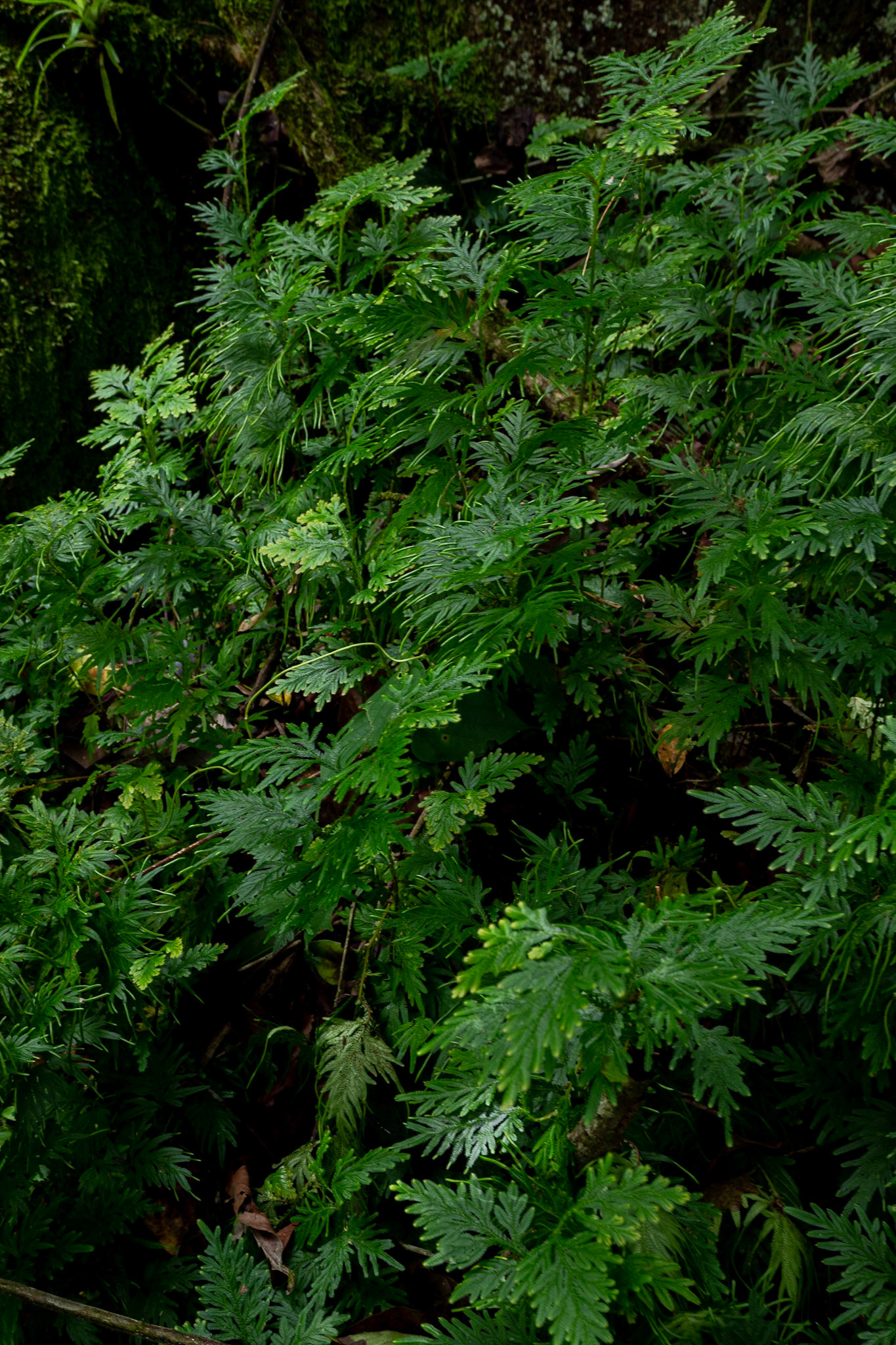 P1071970 Lush ferns