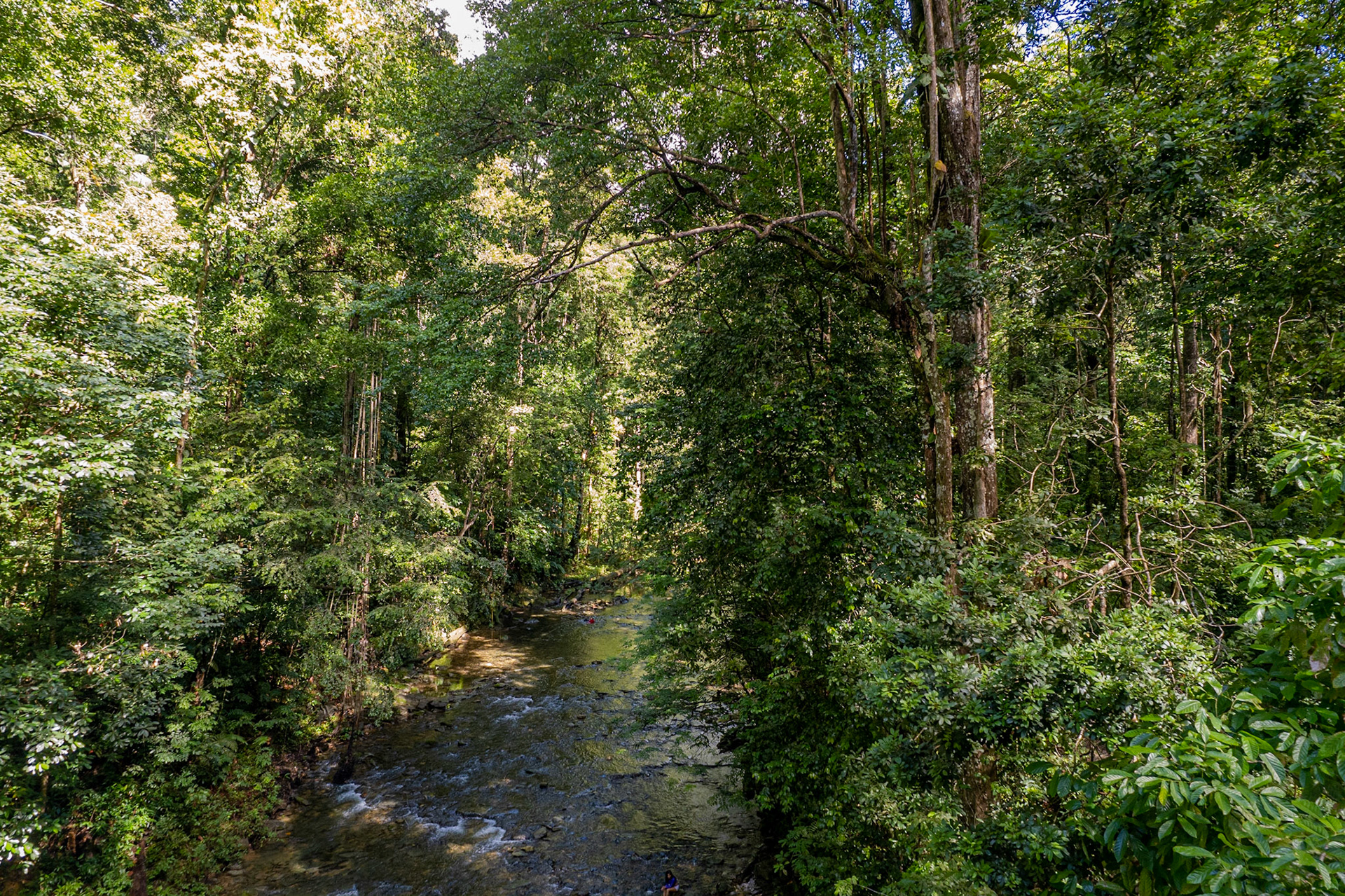 DJI_0316 A pathway through the trees