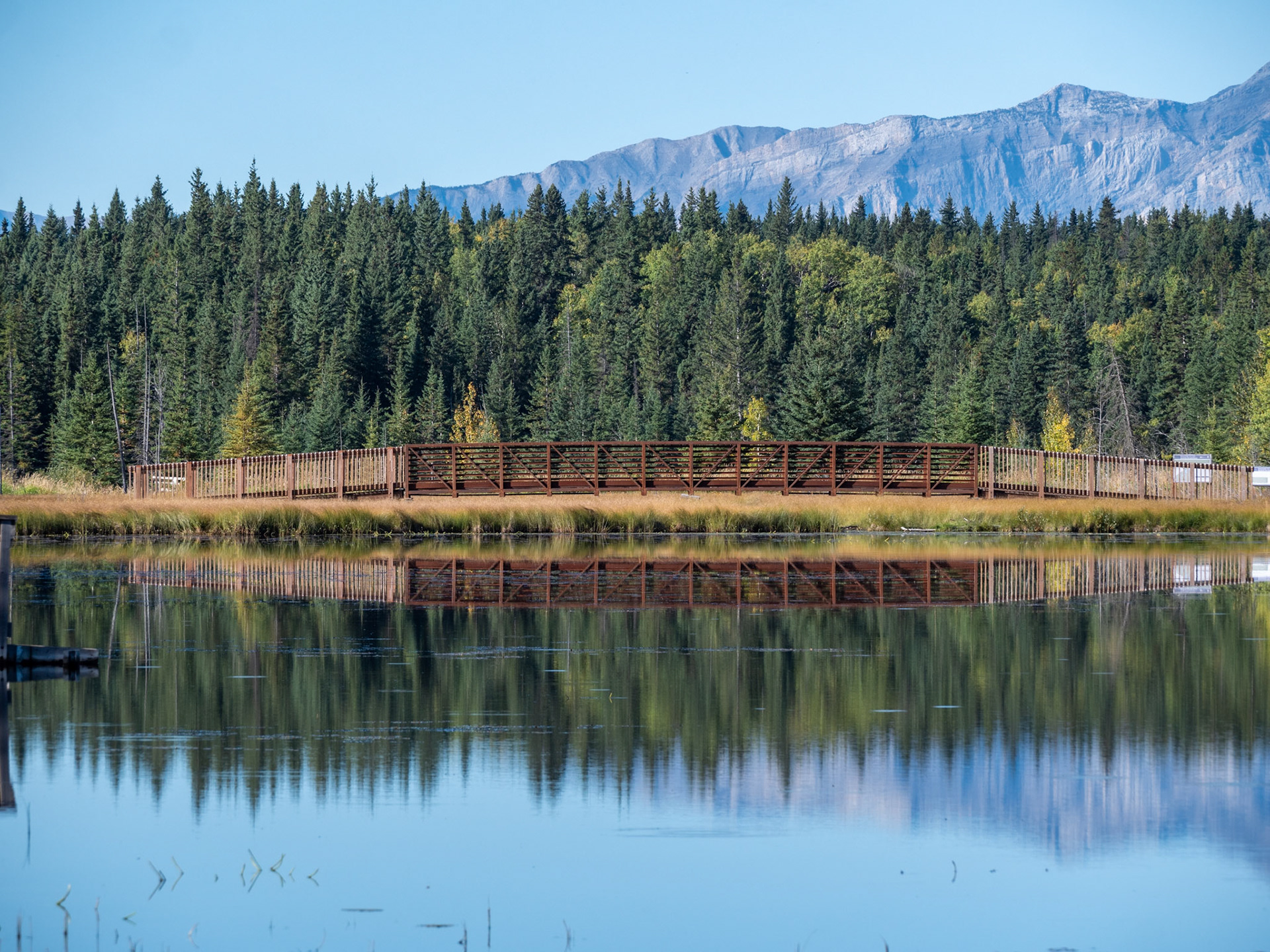 Beaver Boardwalk Hinton