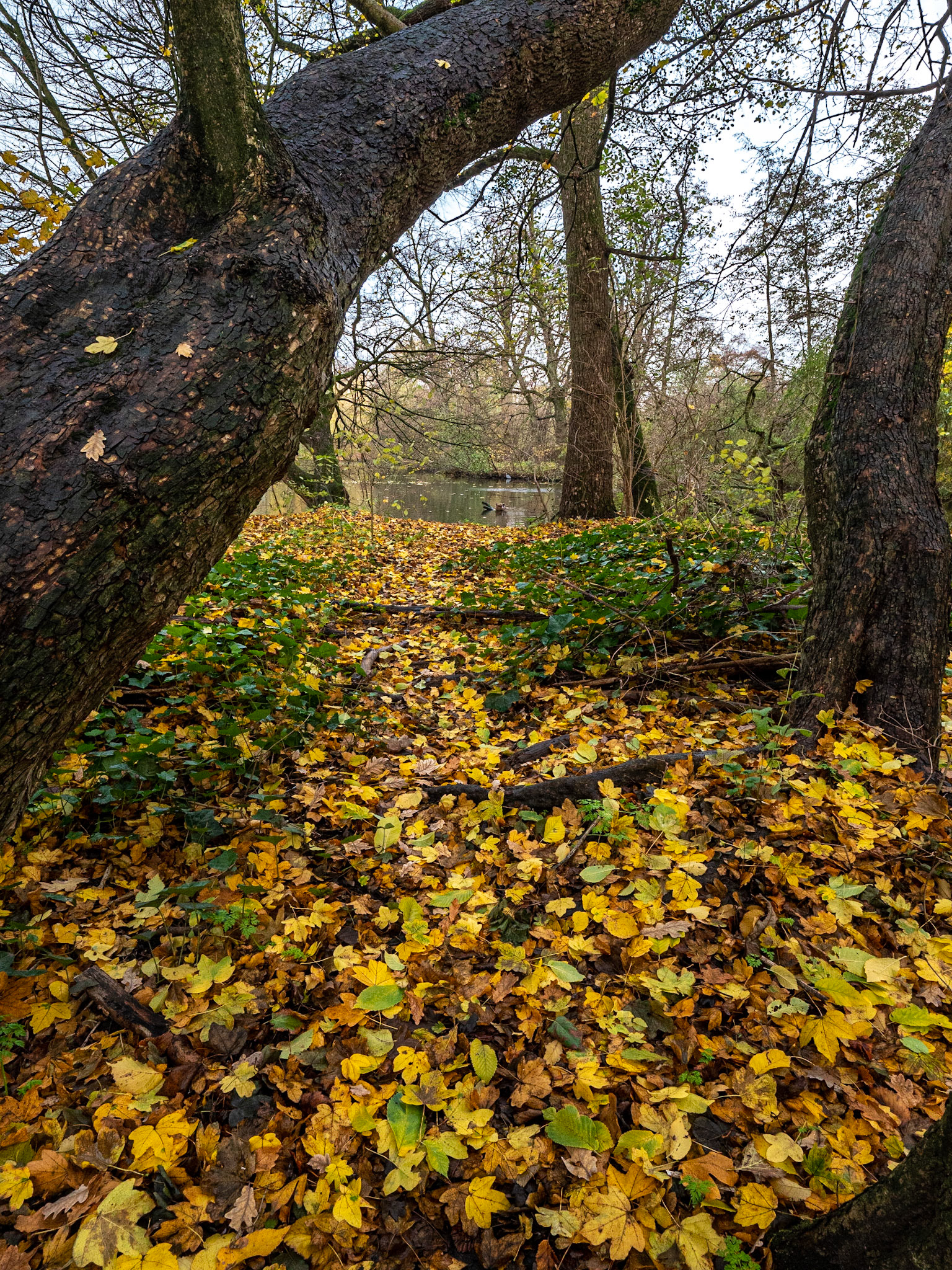 P1068121 Vondelpark