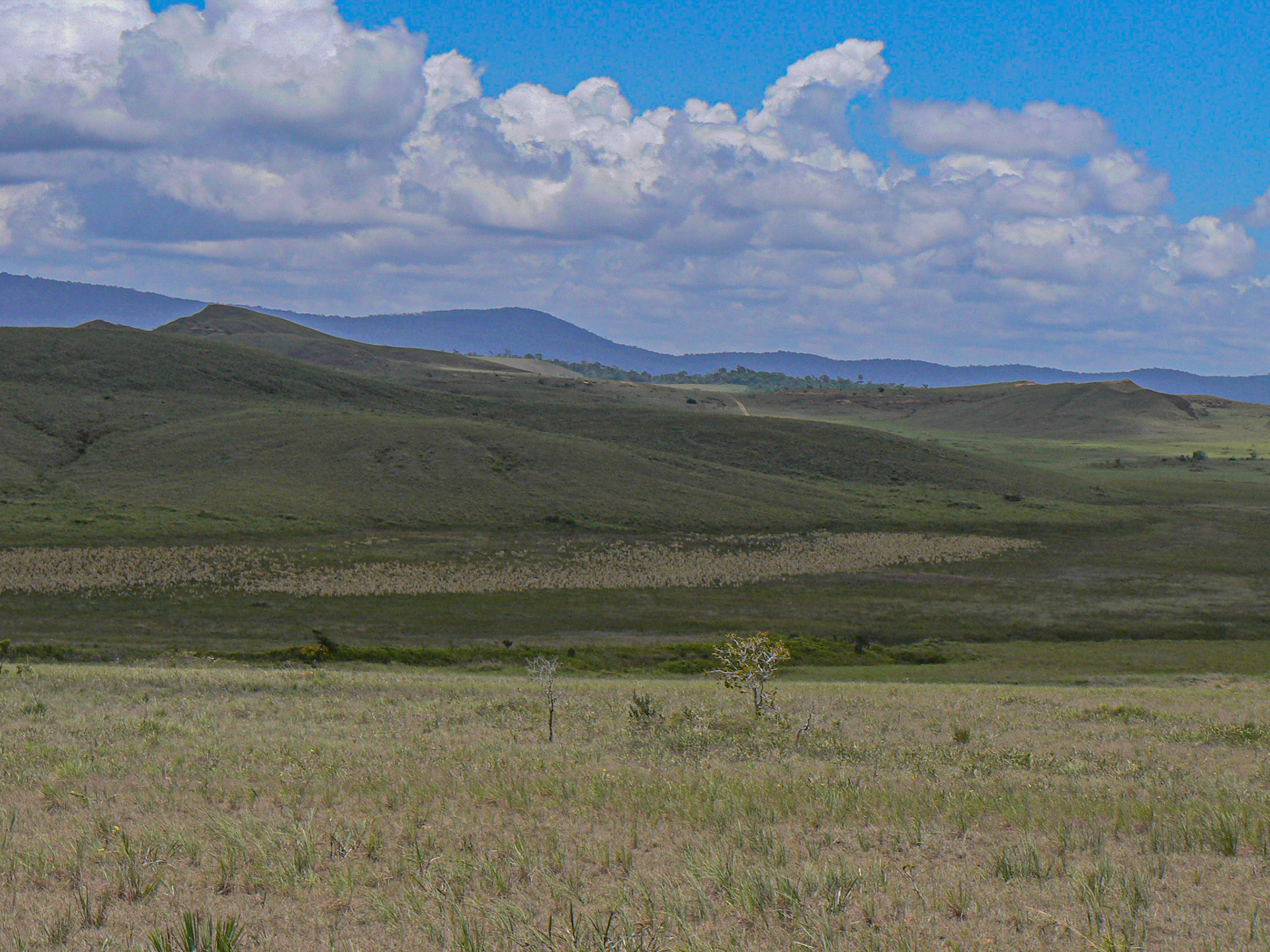 P1040966 Savanna