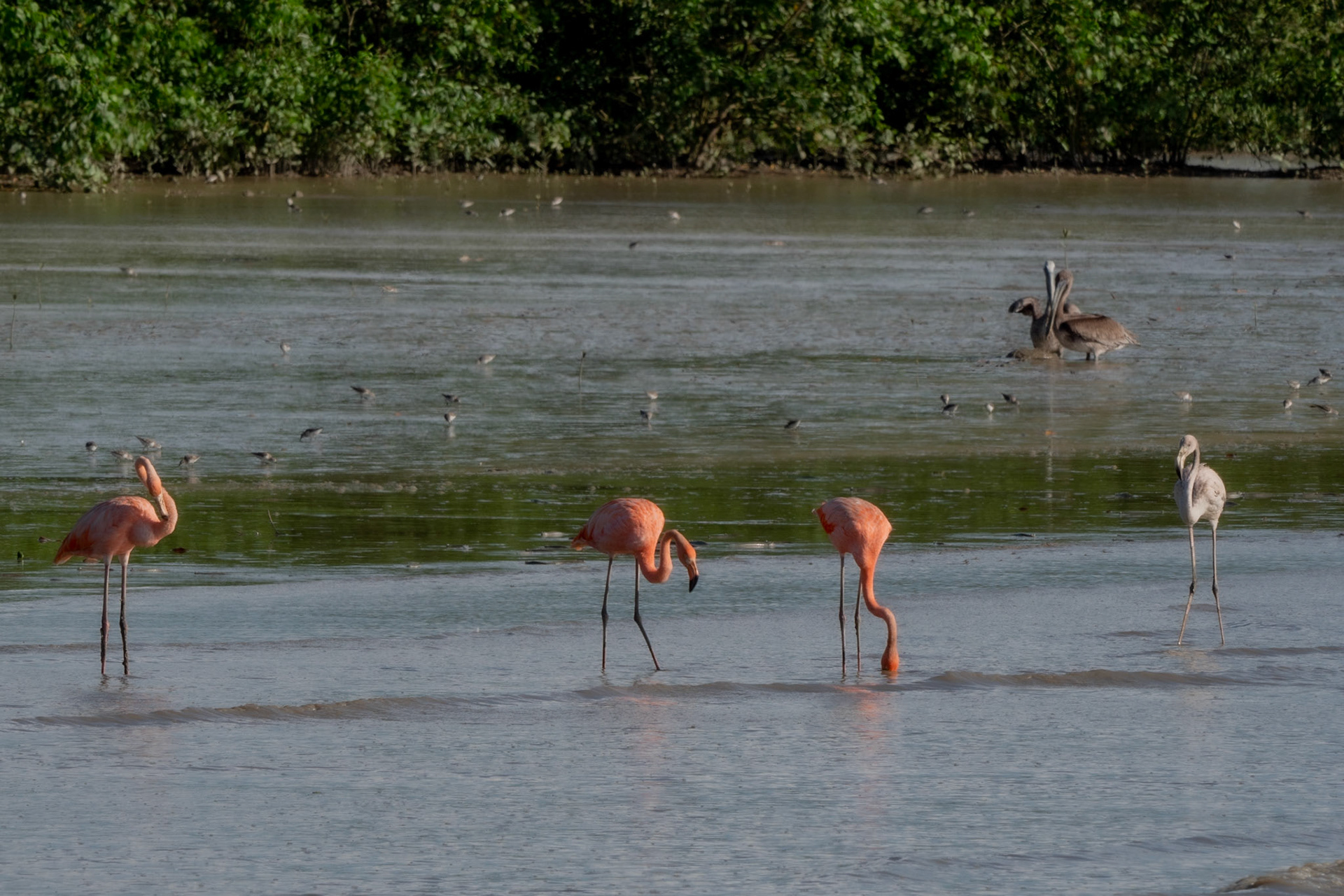 P1067172 Flamingos feeding