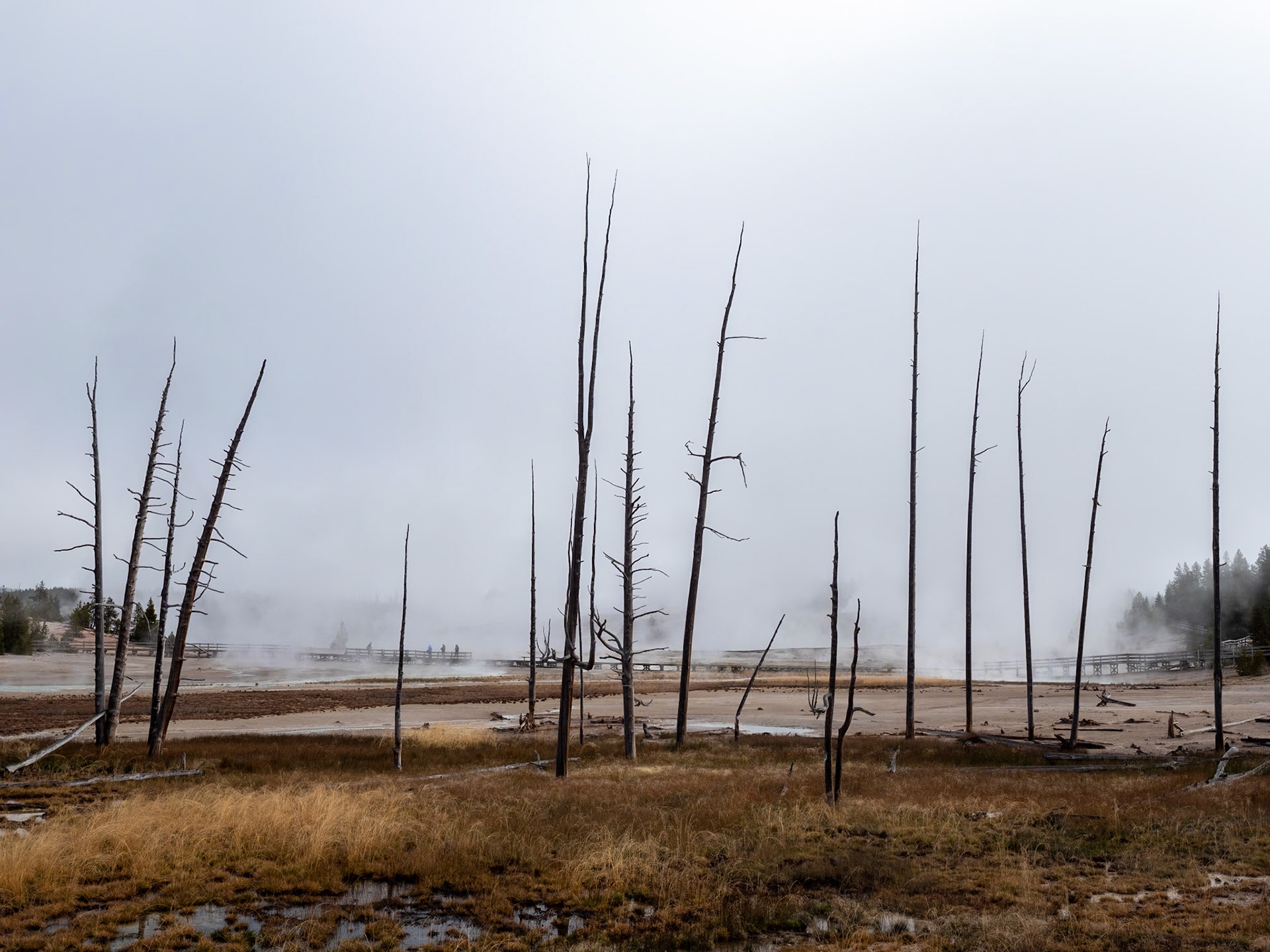 P1124492 Yellowstone National Park