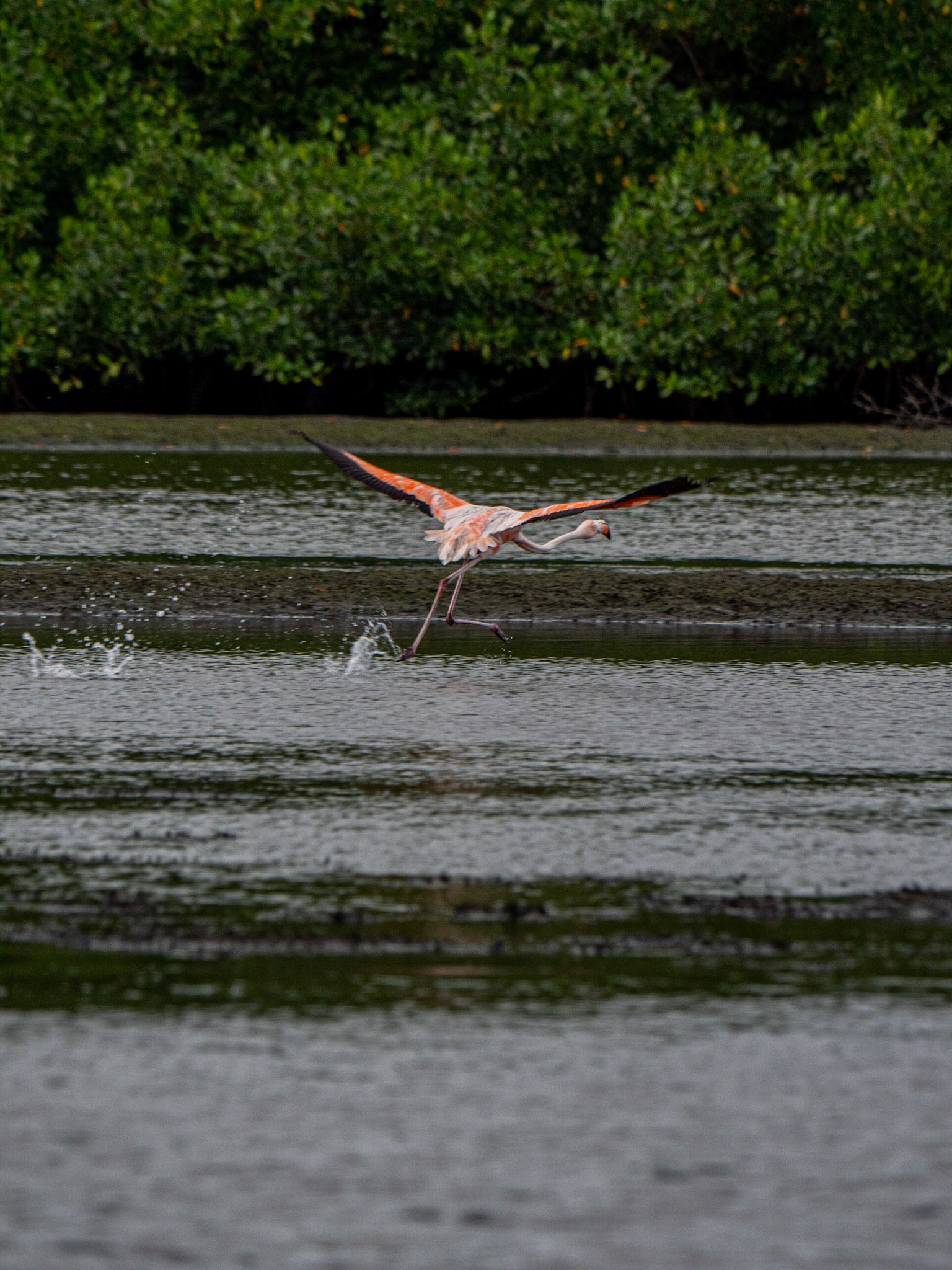 P1054412 Caroni Bird Santuary