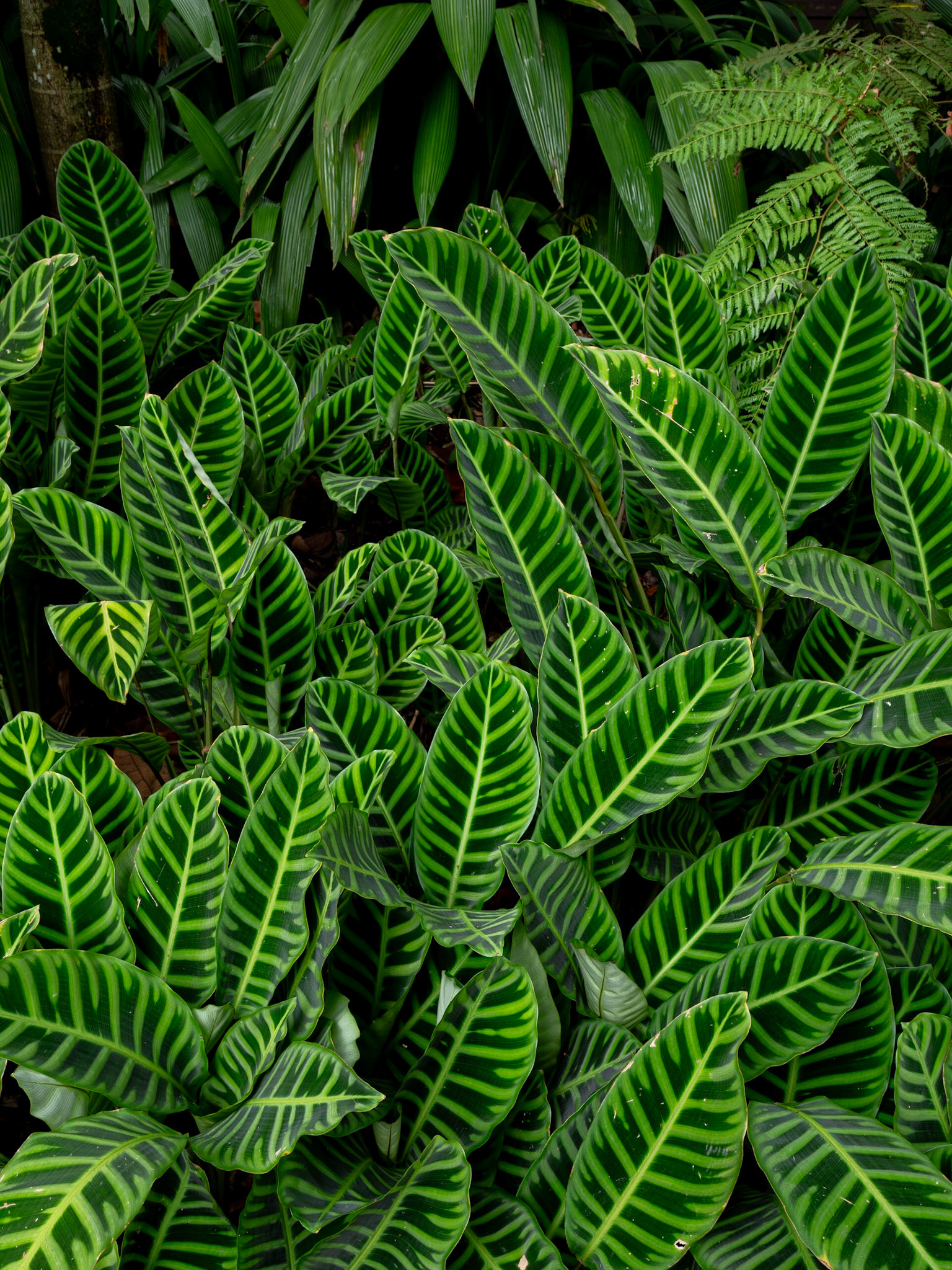 P1122713 Greenery