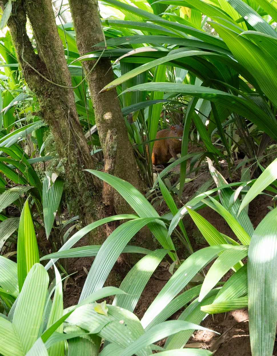 P1146485 An Agouti peeps out