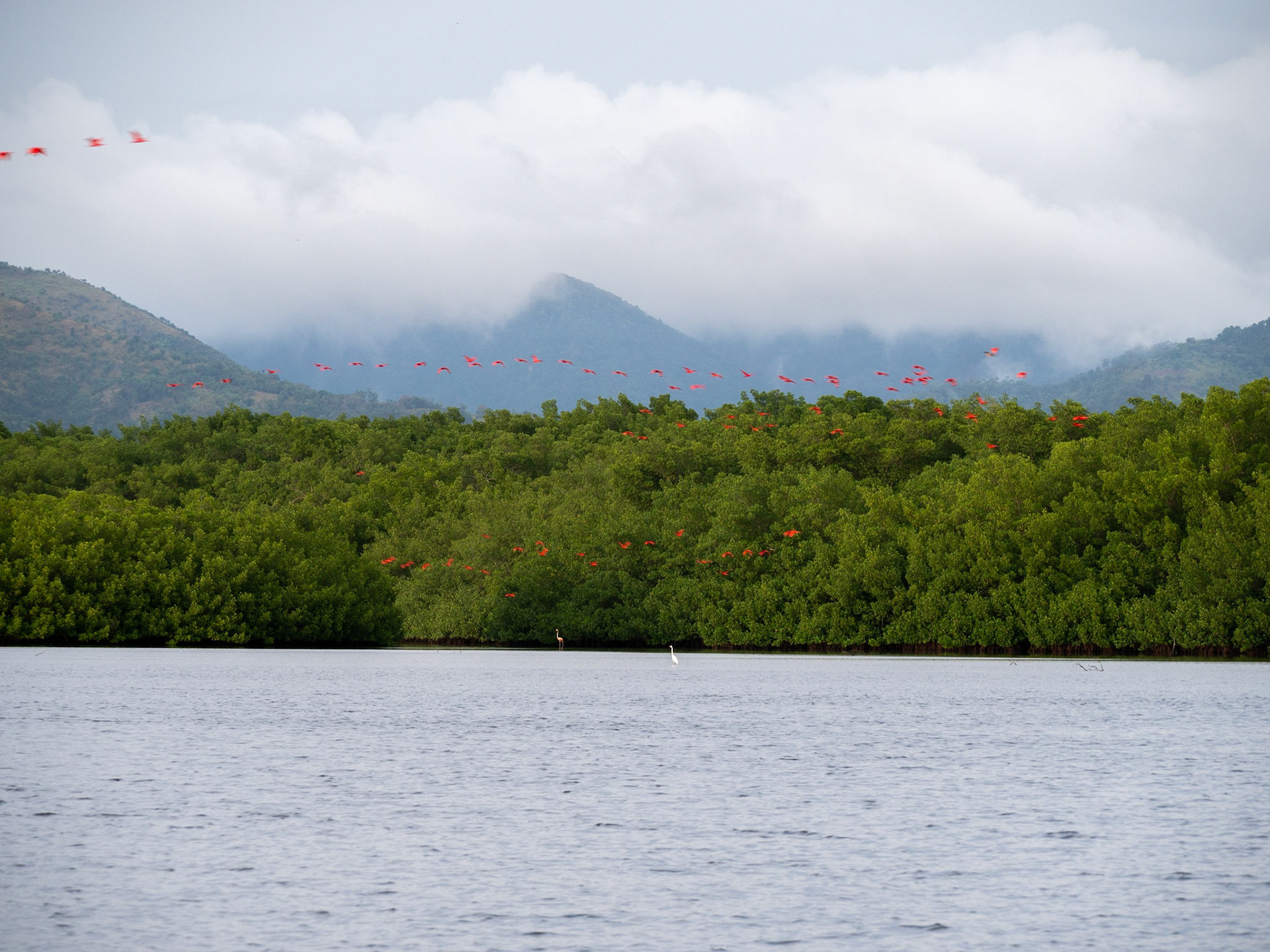 P1054683 Caroni Bird Santuary