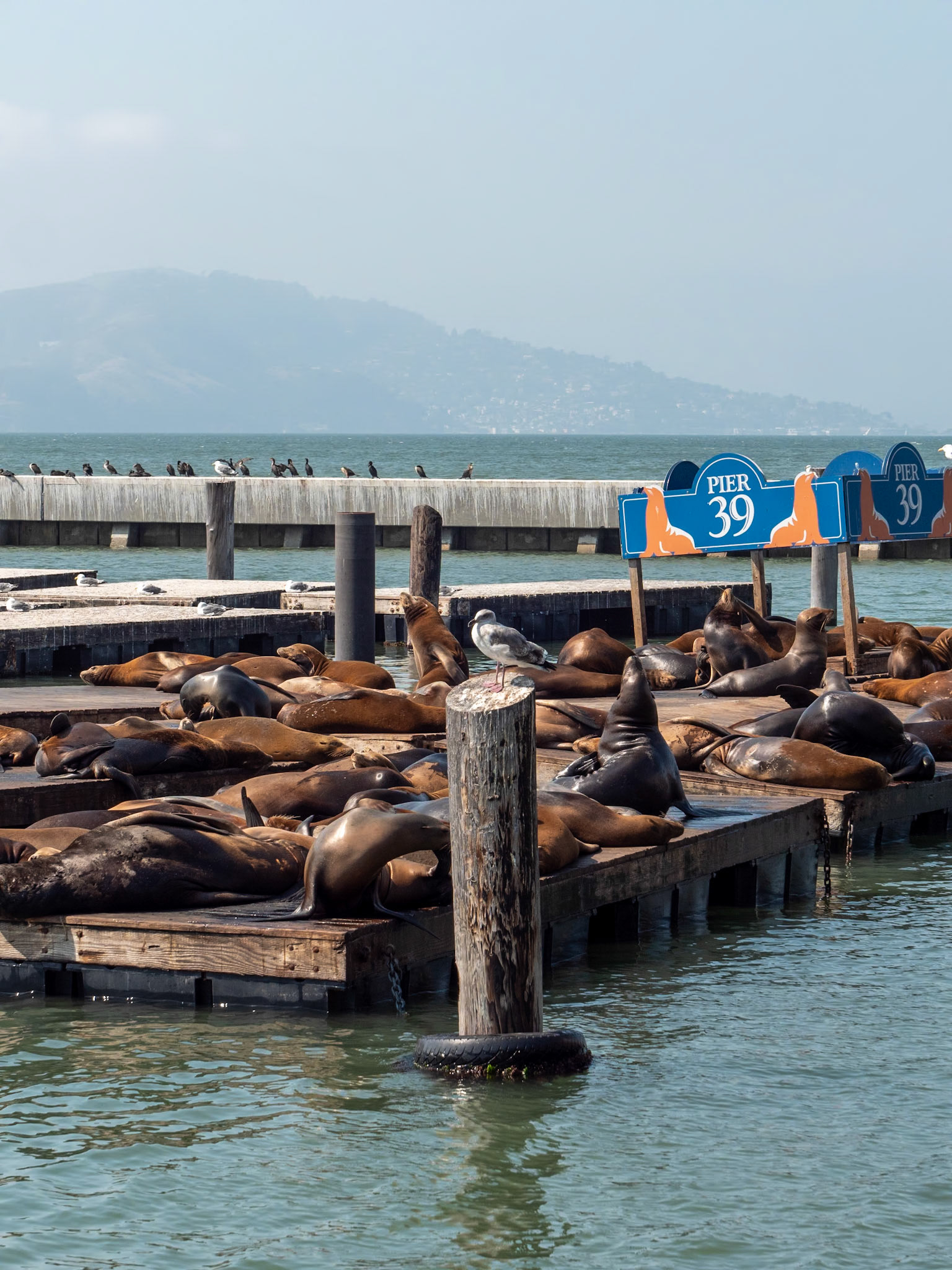 P1145663 Scenes from San Francisco, Sea Lions