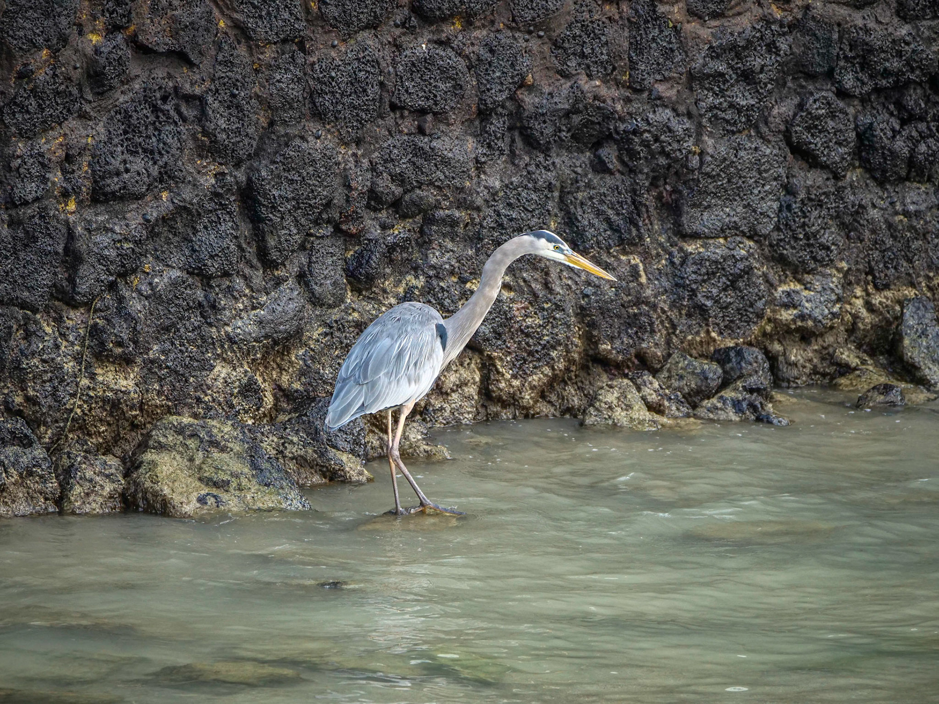 P1001448 Santa Cruz, Galapagos Islands