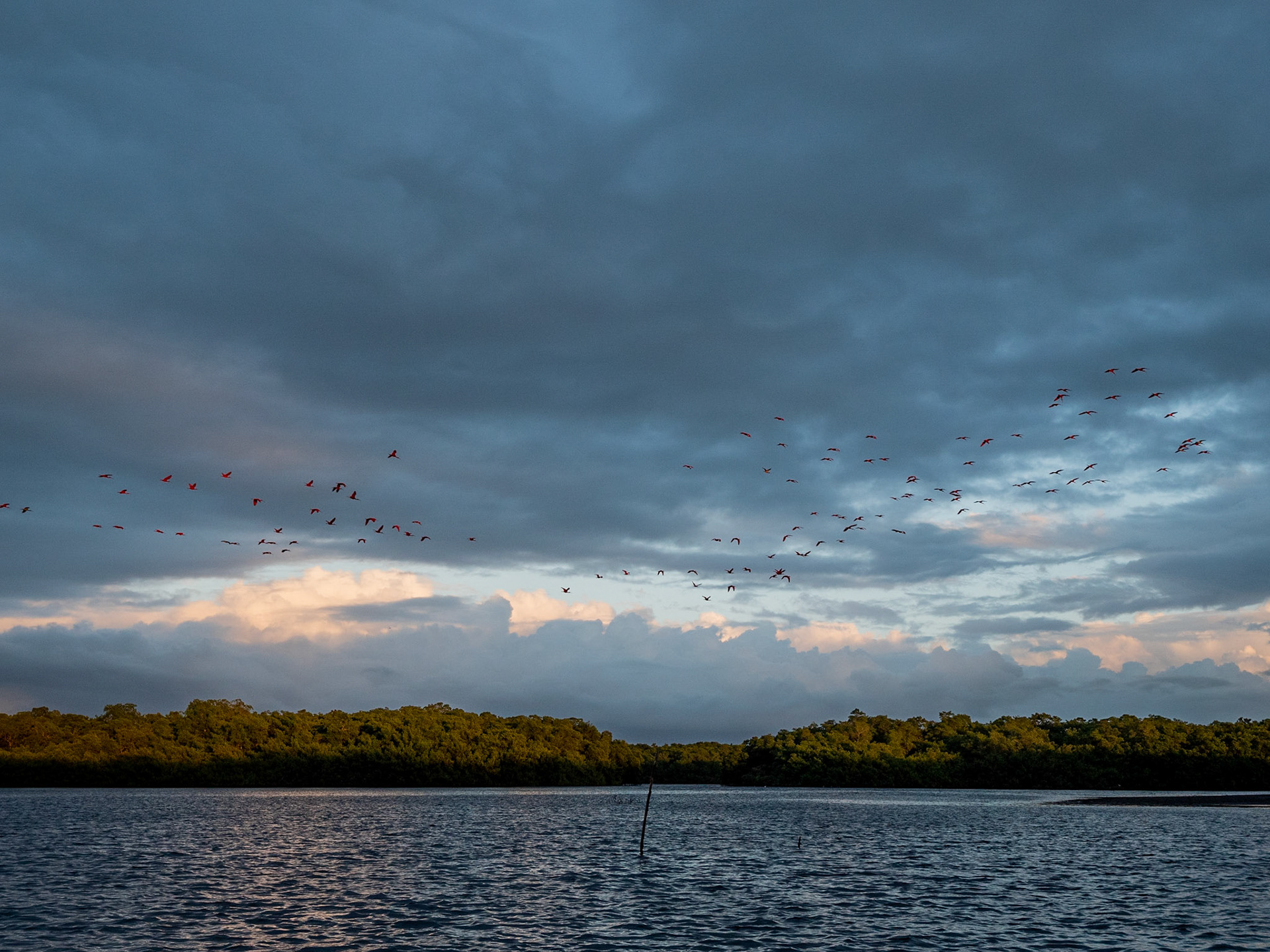 P1054864 Caroni Bird Santuary