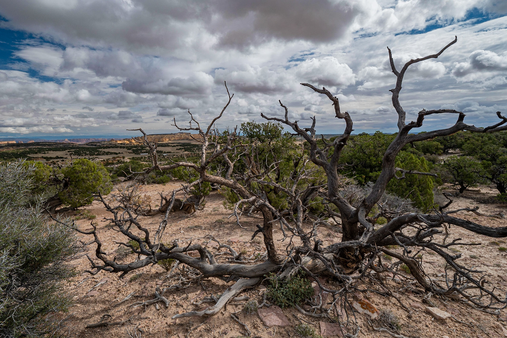P1073219 The dry tree speaks of the journey, through this terrain.