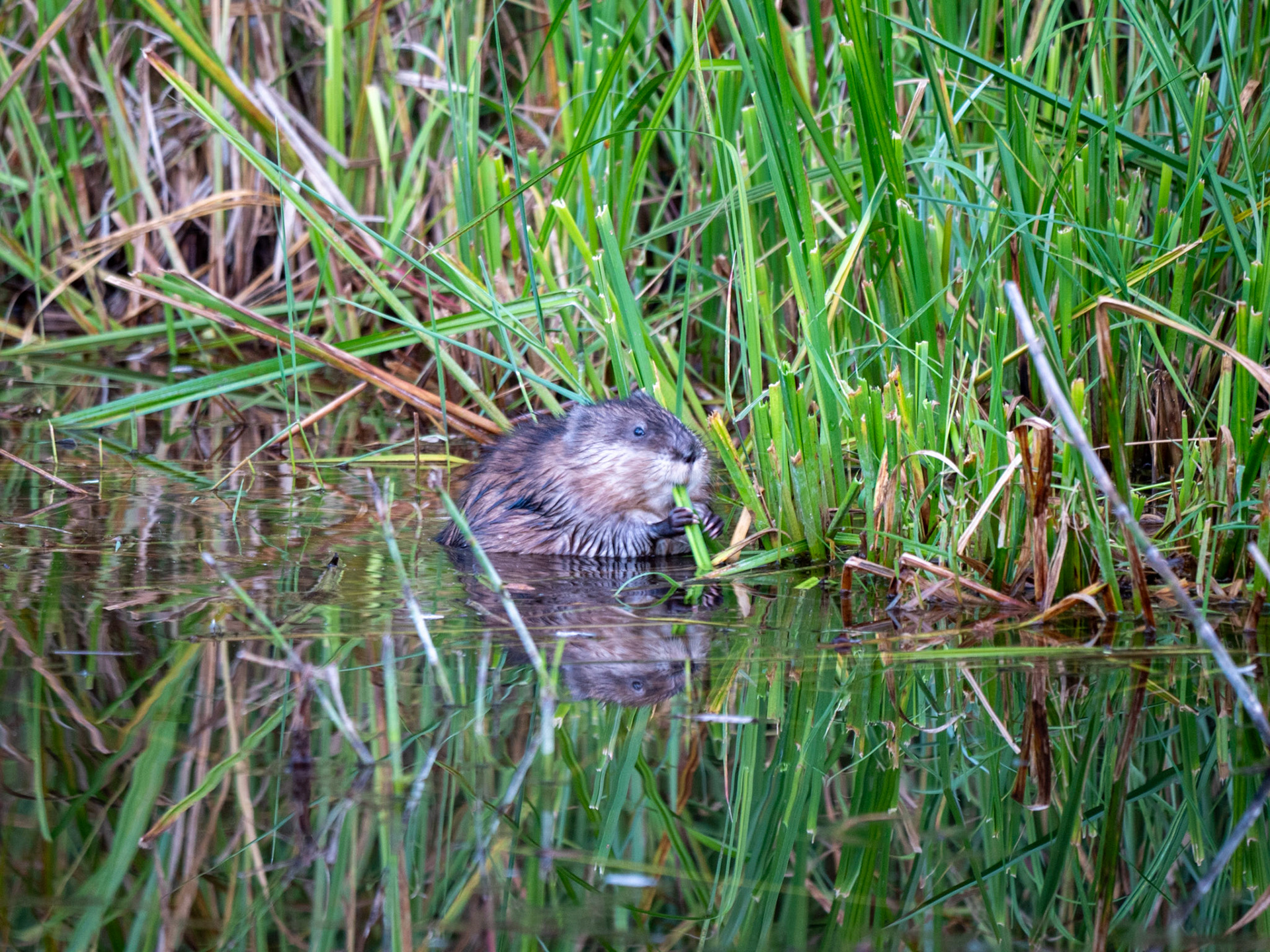Muskrat at the Beaver Boardwalk Hinton