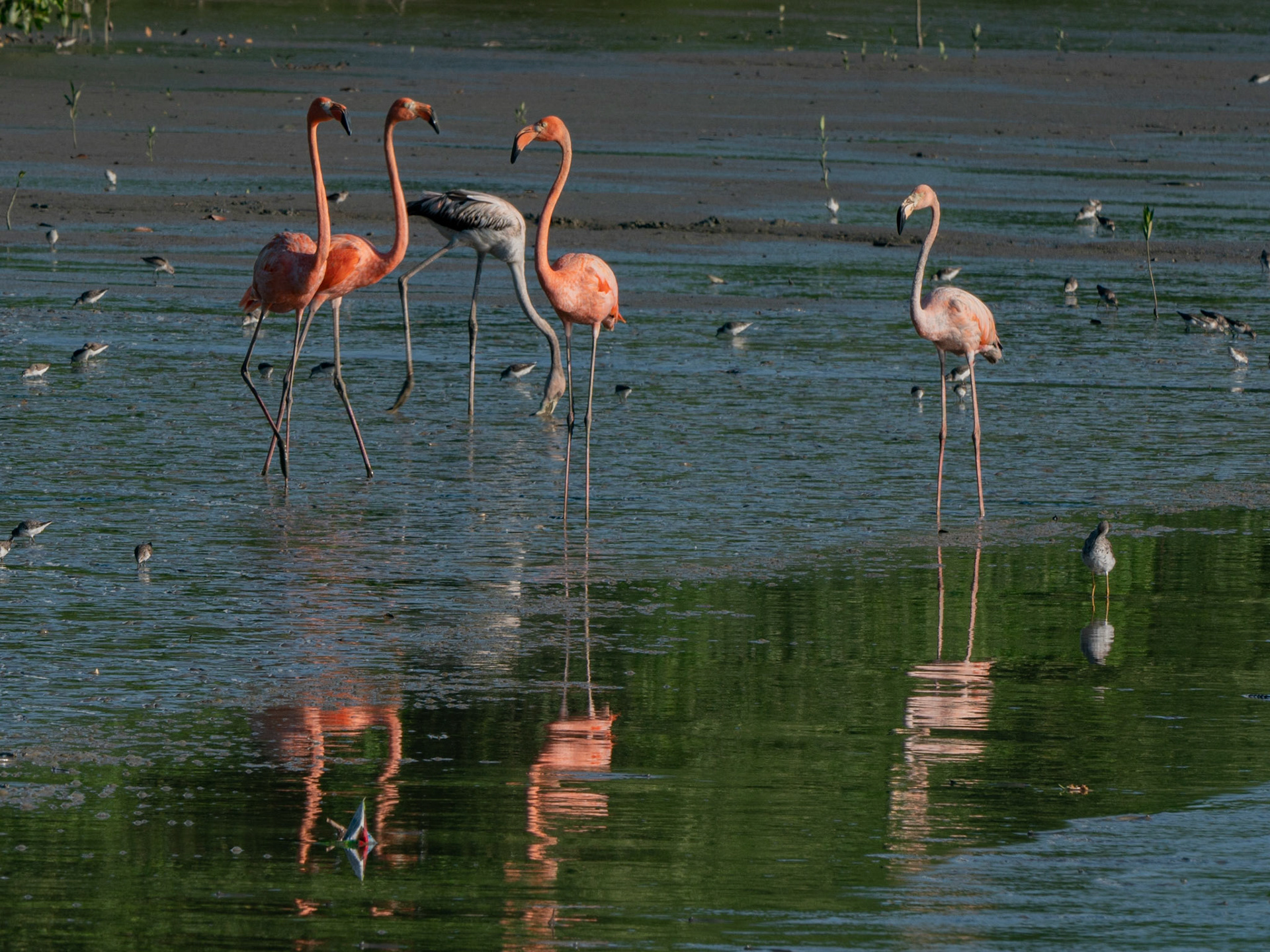 P1067299 Flamingos feeding