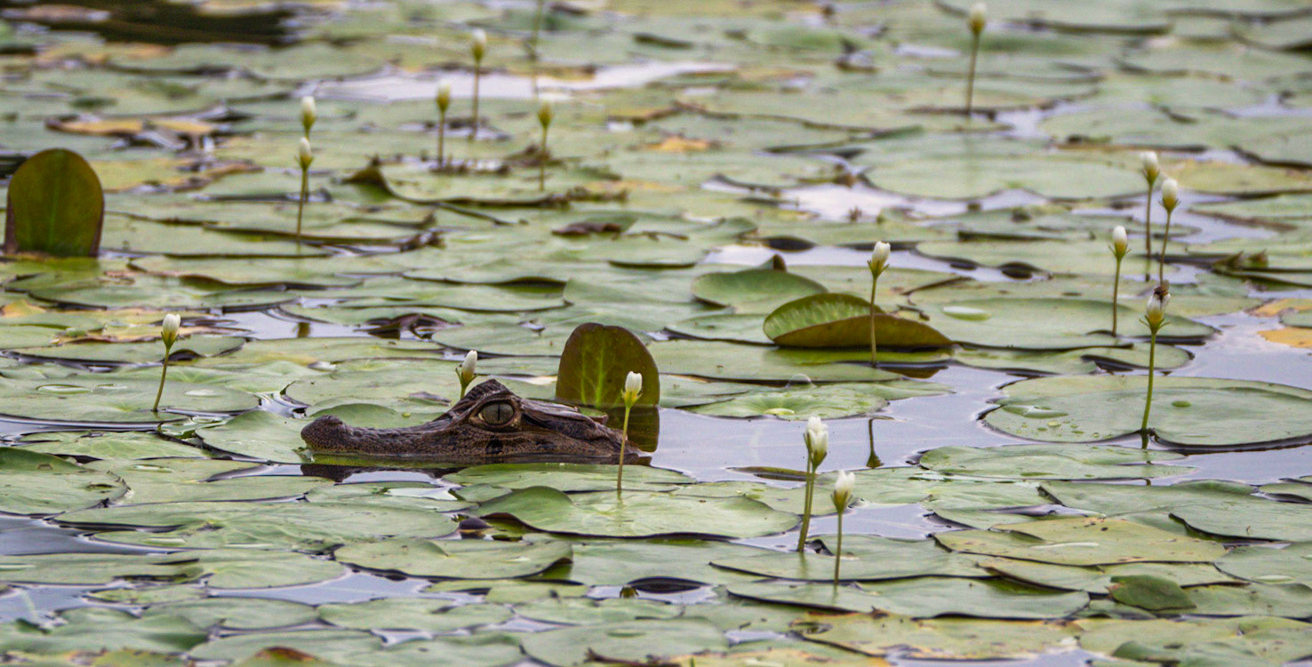 P1014760 Fortuna, San Carlos Maquenque - Aligator