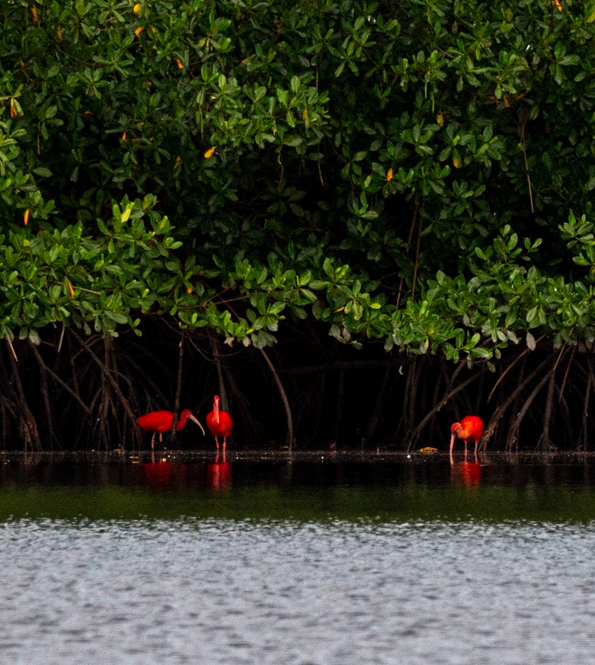 P1054444 Caroni Bird Santuary