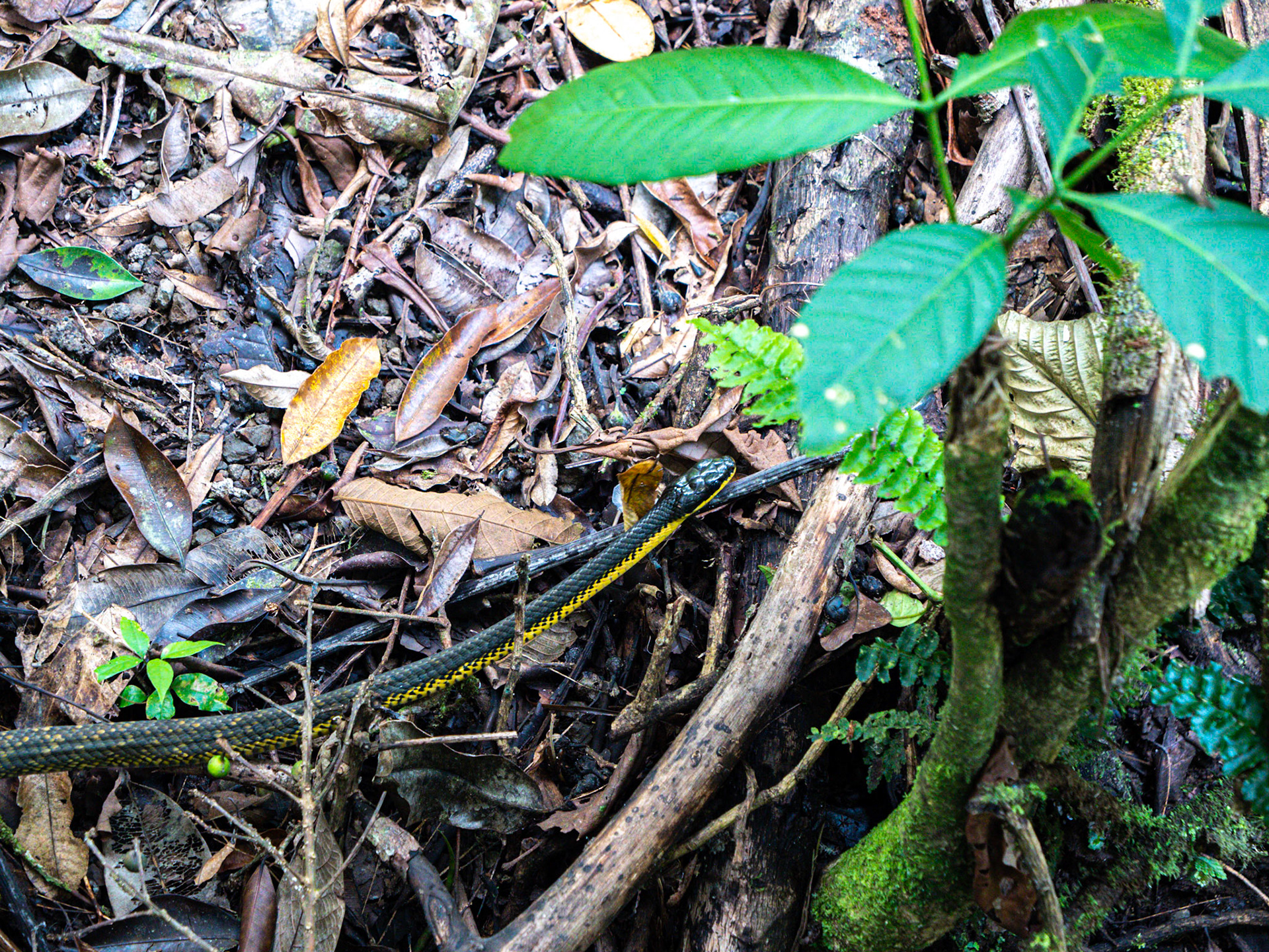 P1014360 Snake