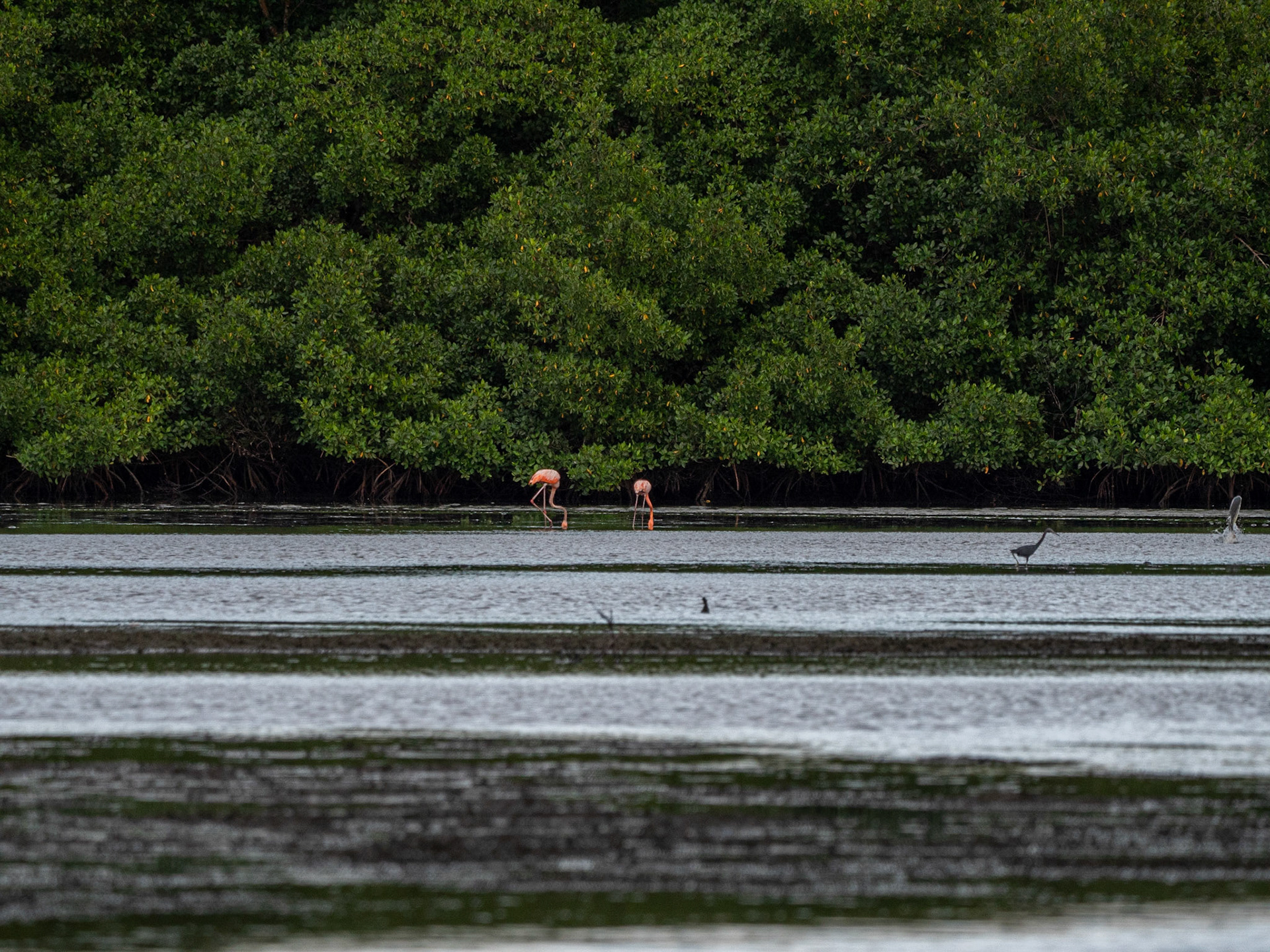 P1054387 Caroni Bird Santuary
