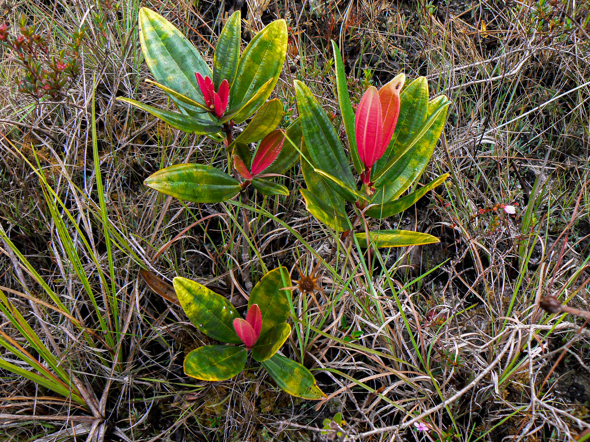P1040957 Wild Flower