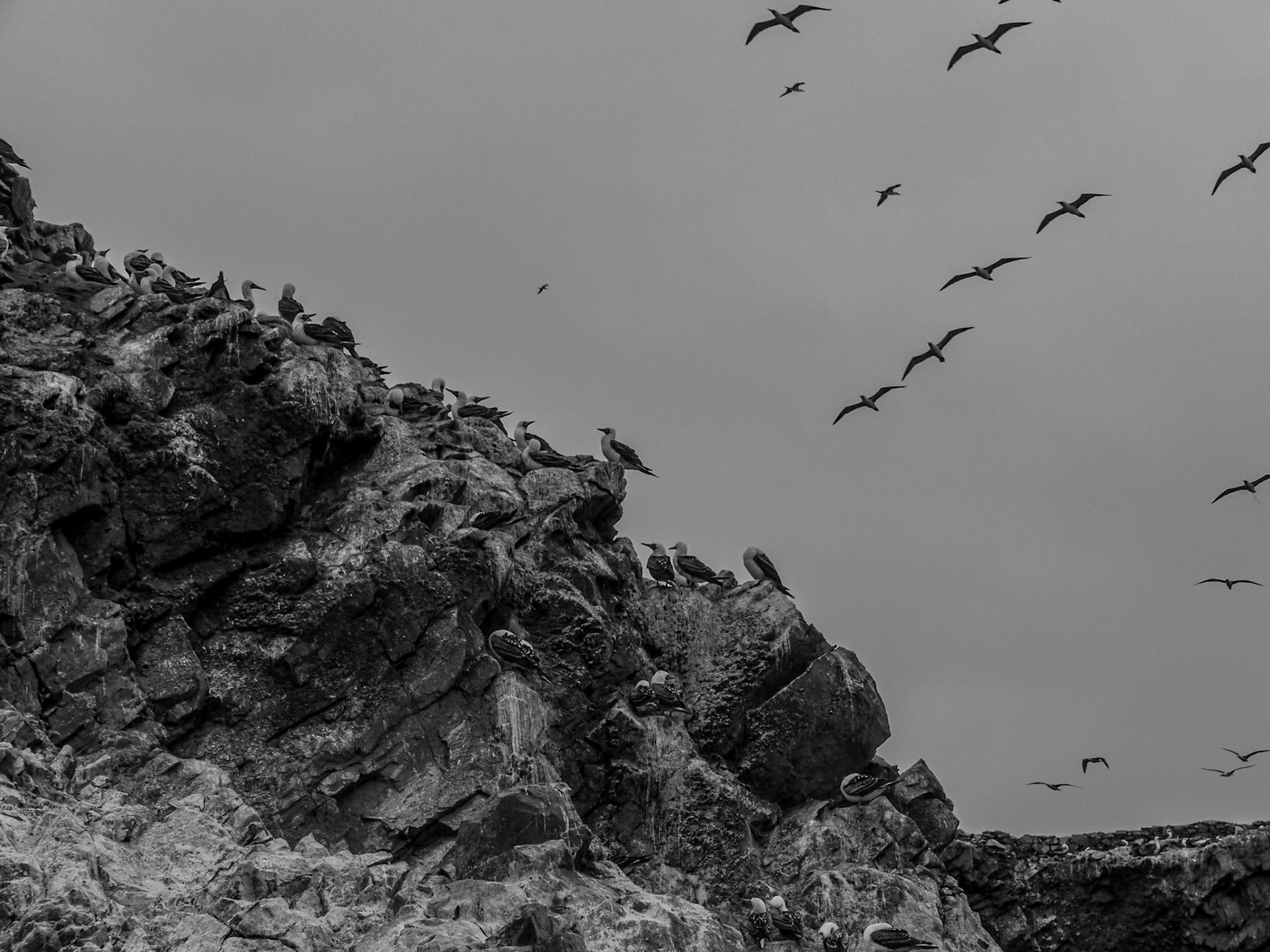 P1090574 Ballestas Islands