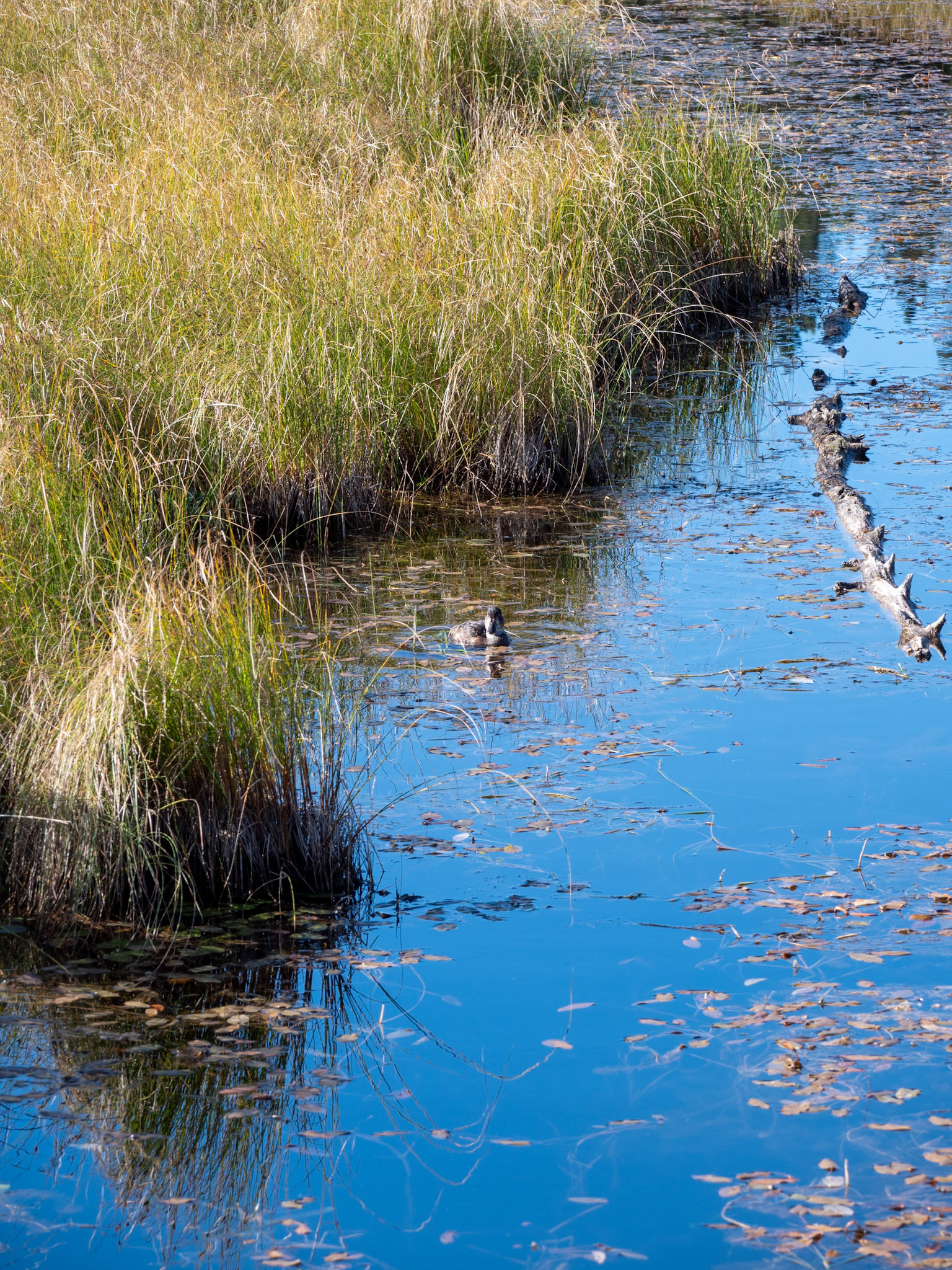 Beaver Boardwalk Hinton