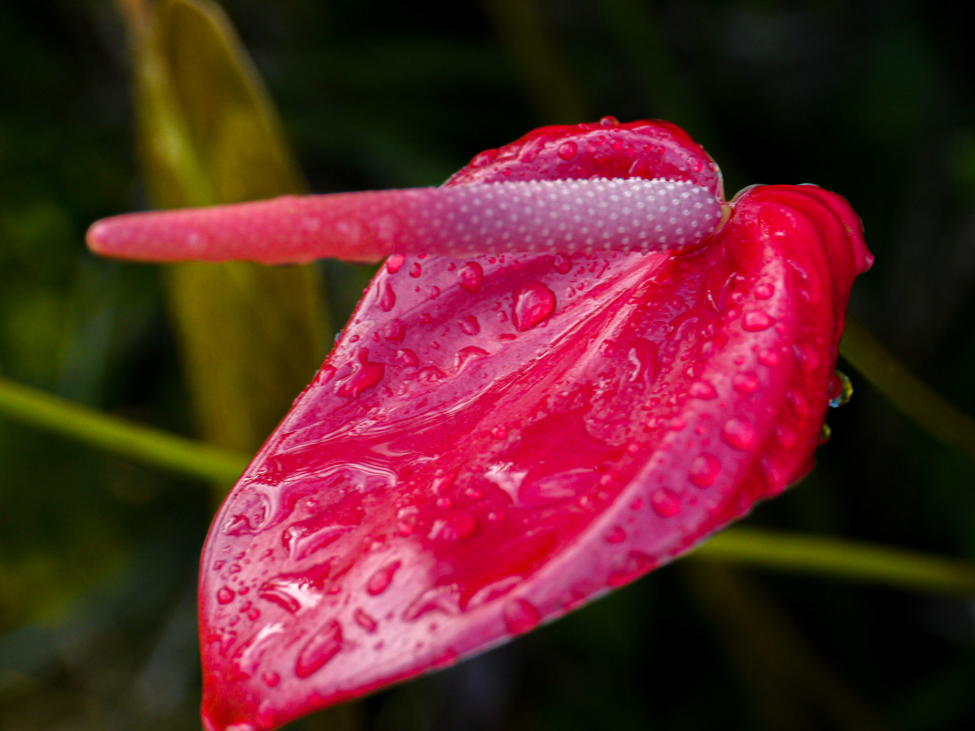 P1040453