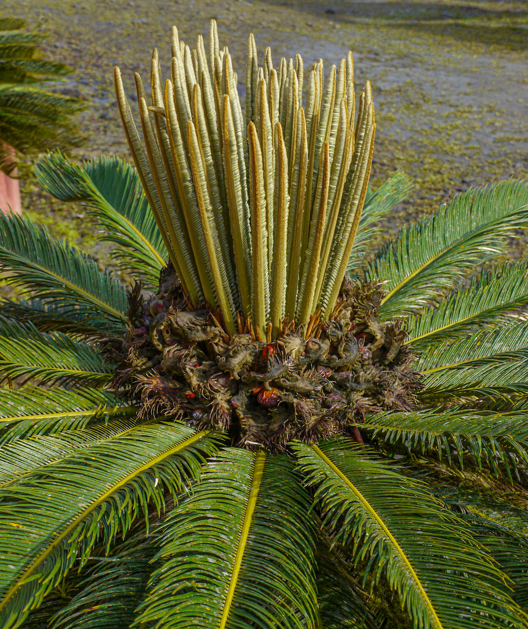 P1040450