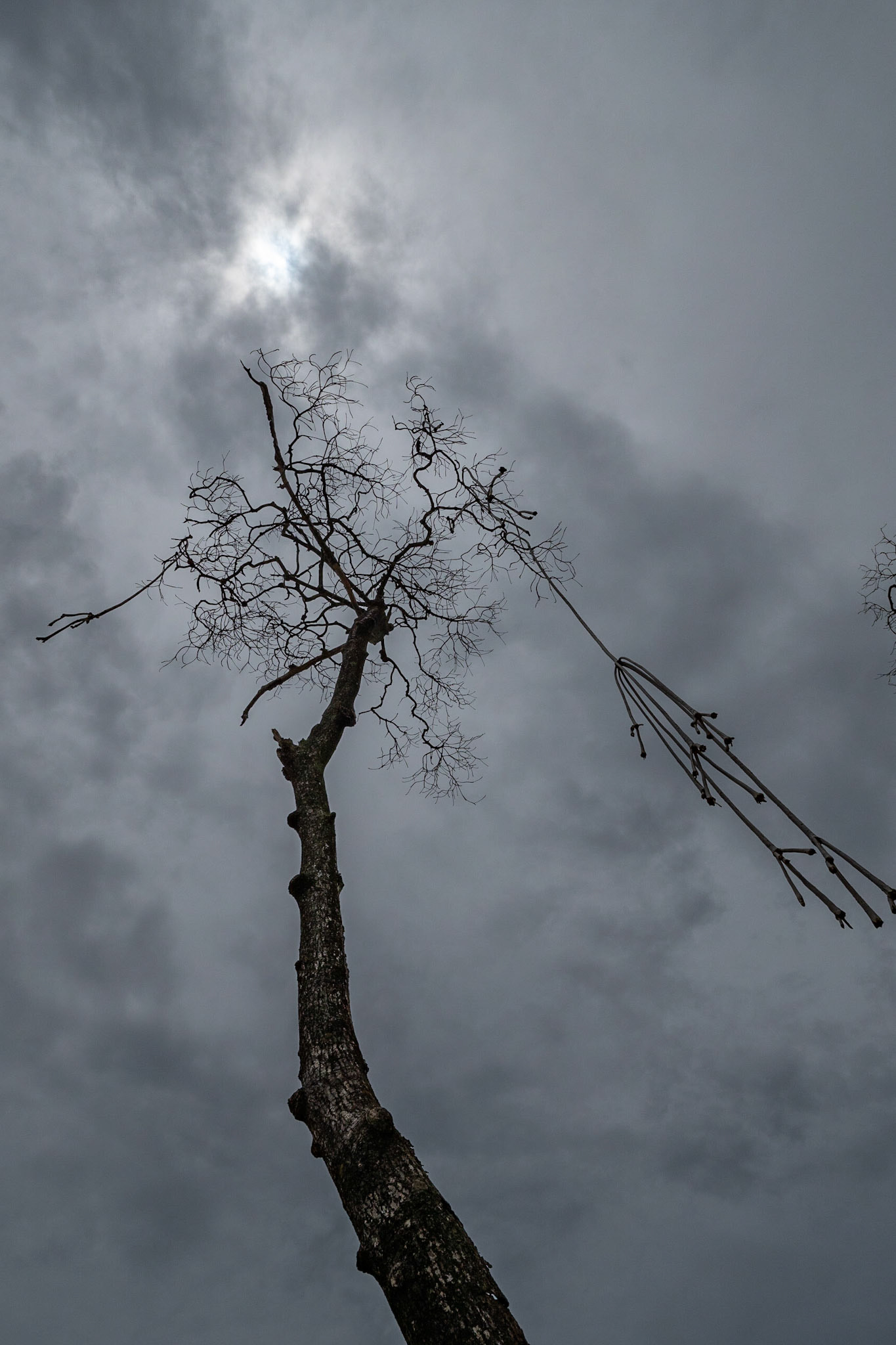 P1072441 Reaching for the sky