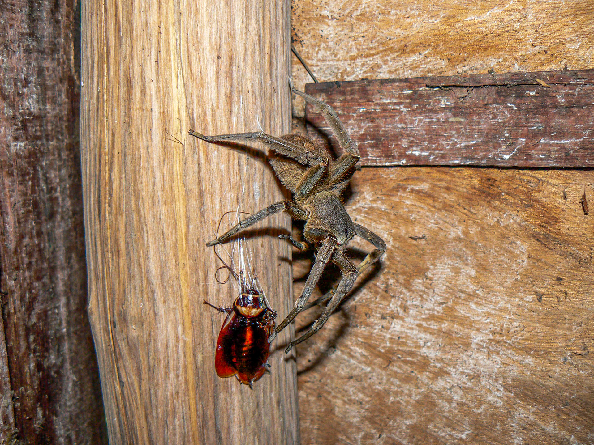 P1040857 Spider and Lunch