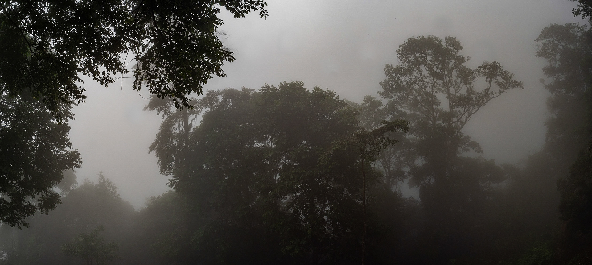 P1067478-Pano Forest in the Clouds
