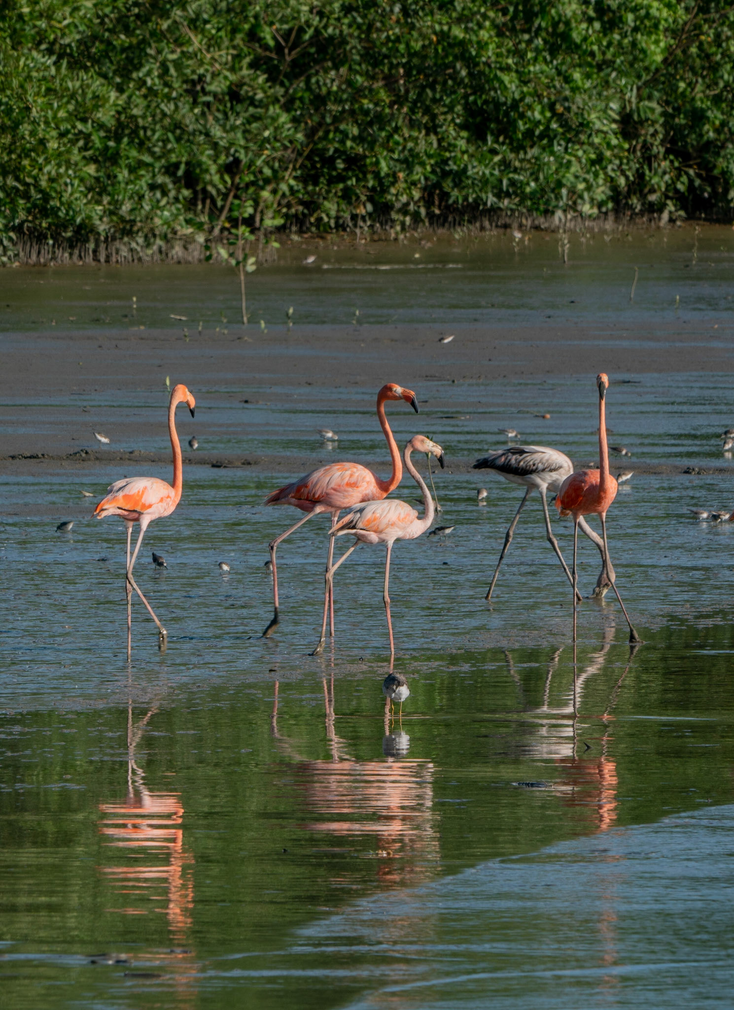 P1067300 Flamingos feeding
