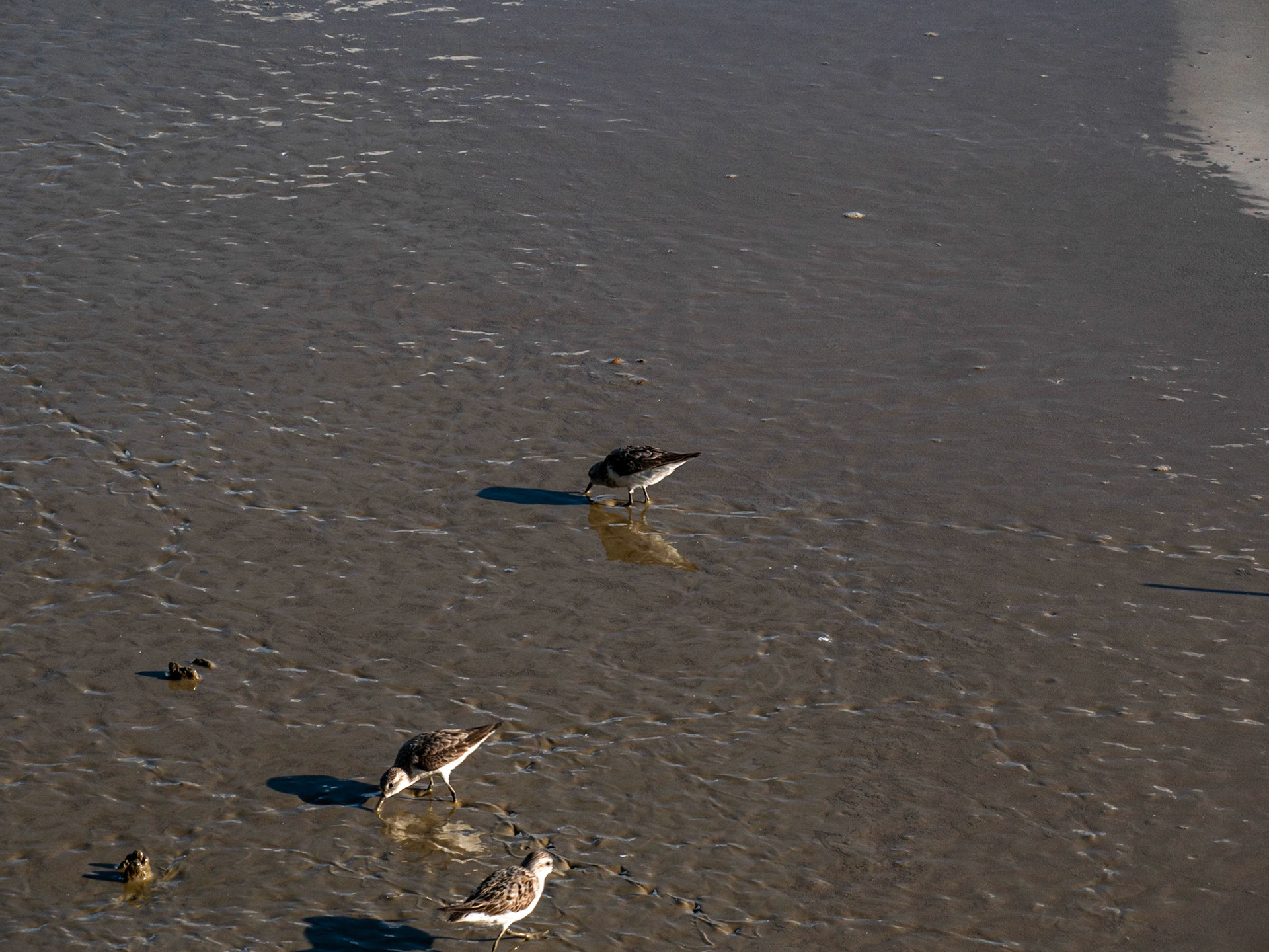 P1067387 Sandpipers