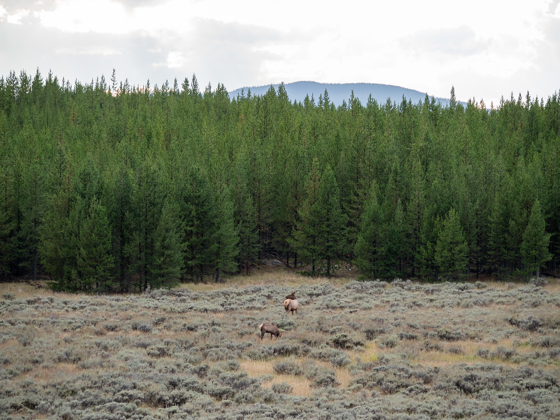 P1124359. Elk Yellowstone National Park
