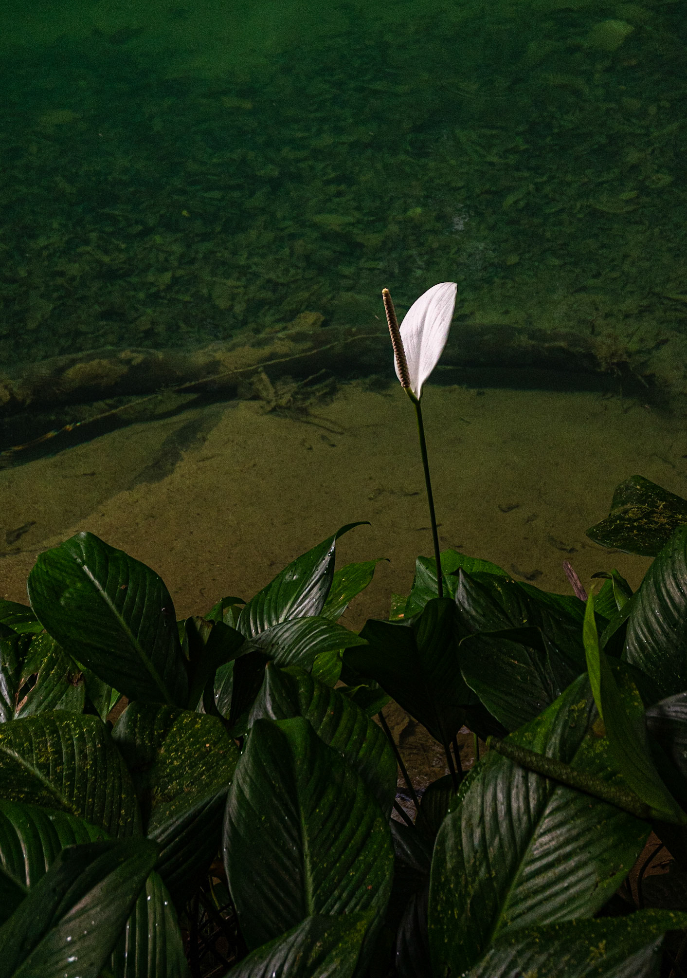 P1070819 A single white flower amongst the greenry