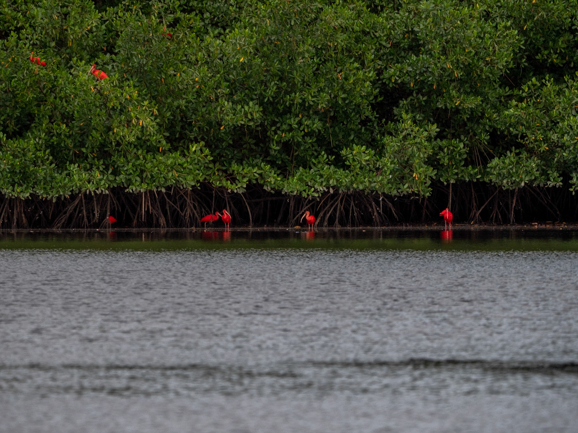 P1054445 Caroni Bird Santuary