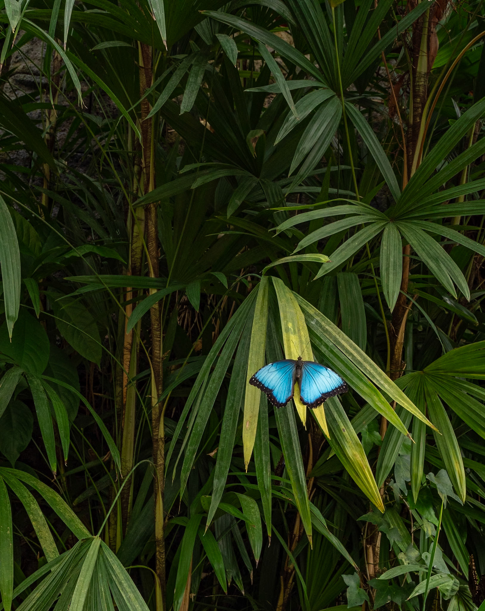 P1146453 Emperor Blue Valley Butterfly